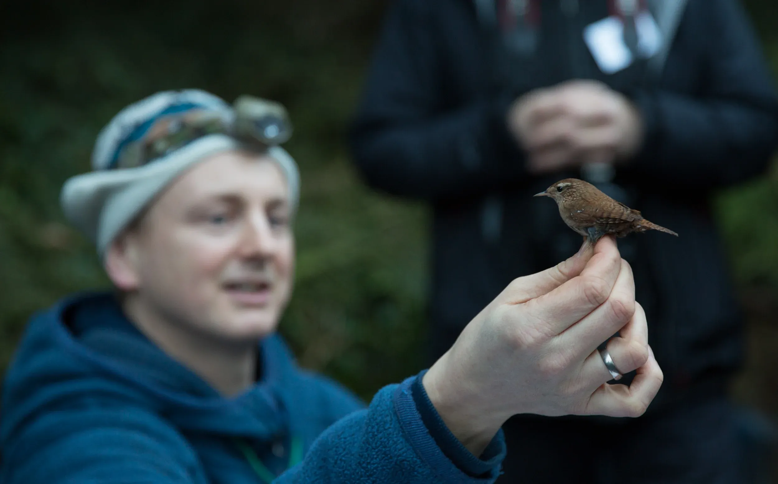 The beautiful little Eurasian wren.