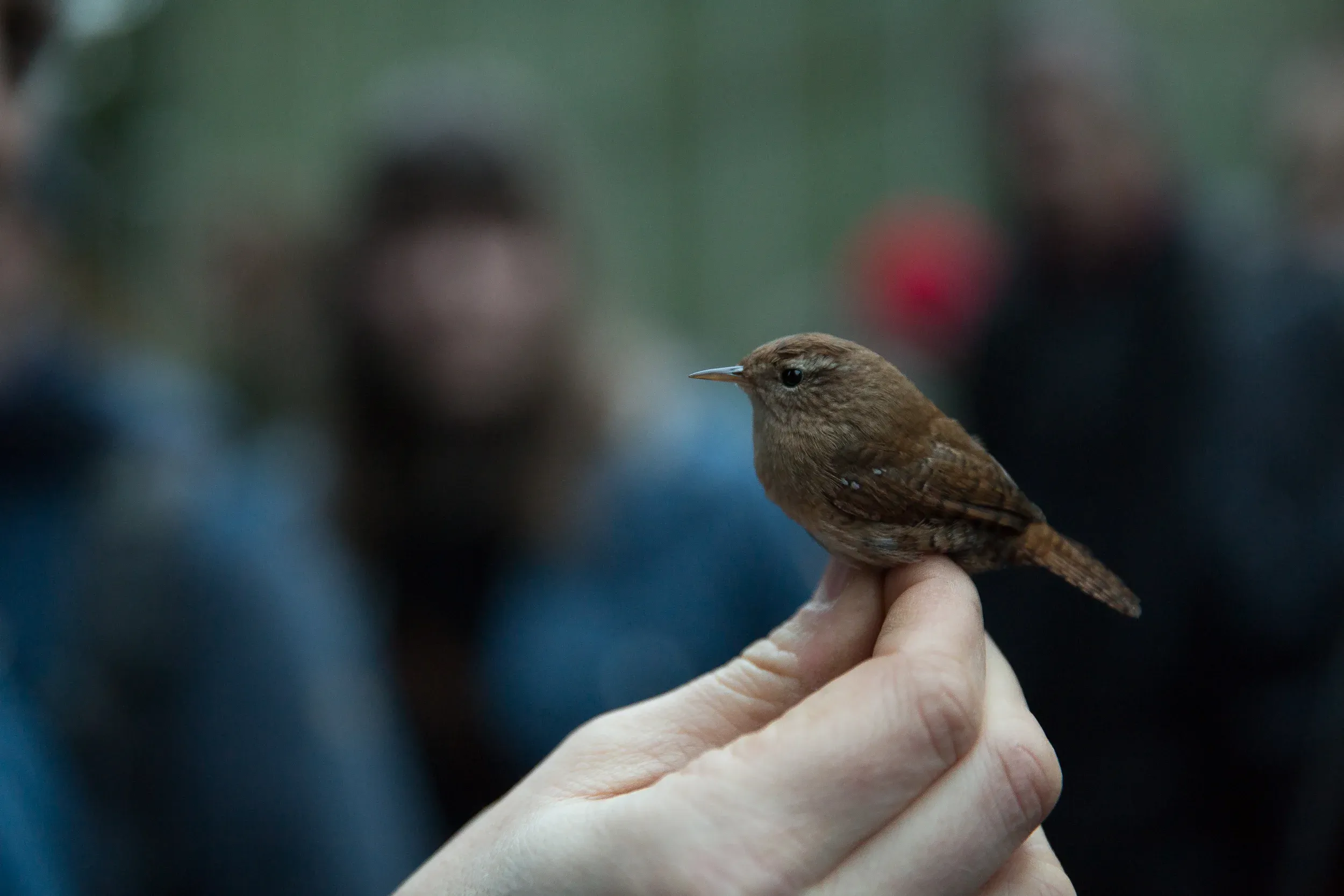 Eurasian wren