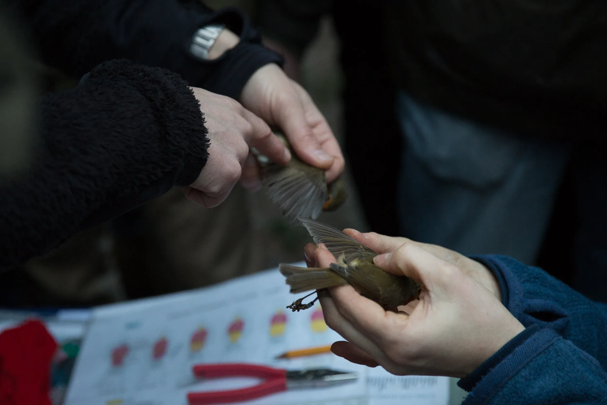 Differences in plumage are used to determine — if possible — sex and age of the birds, in this case European robins.