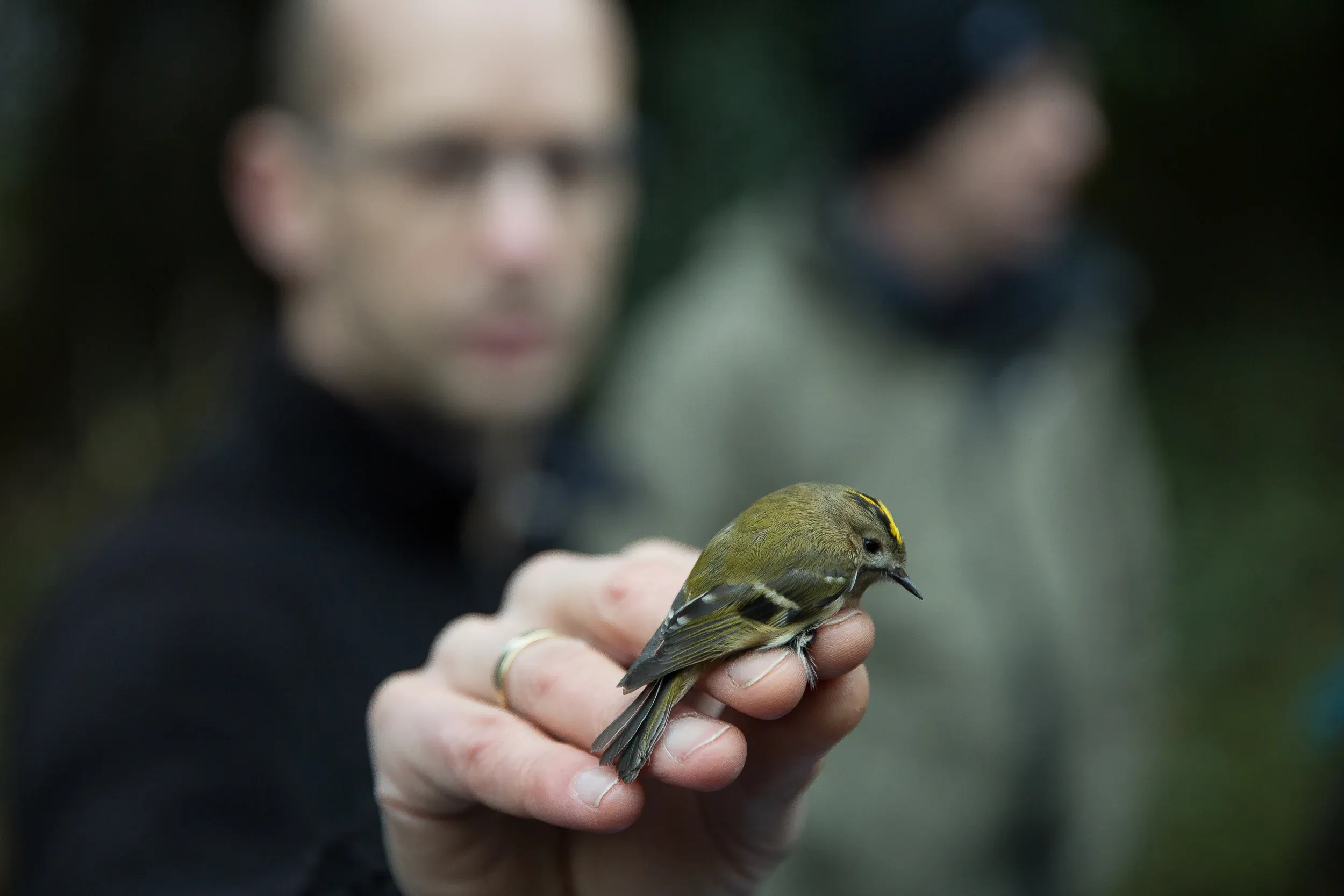 Goldcrest