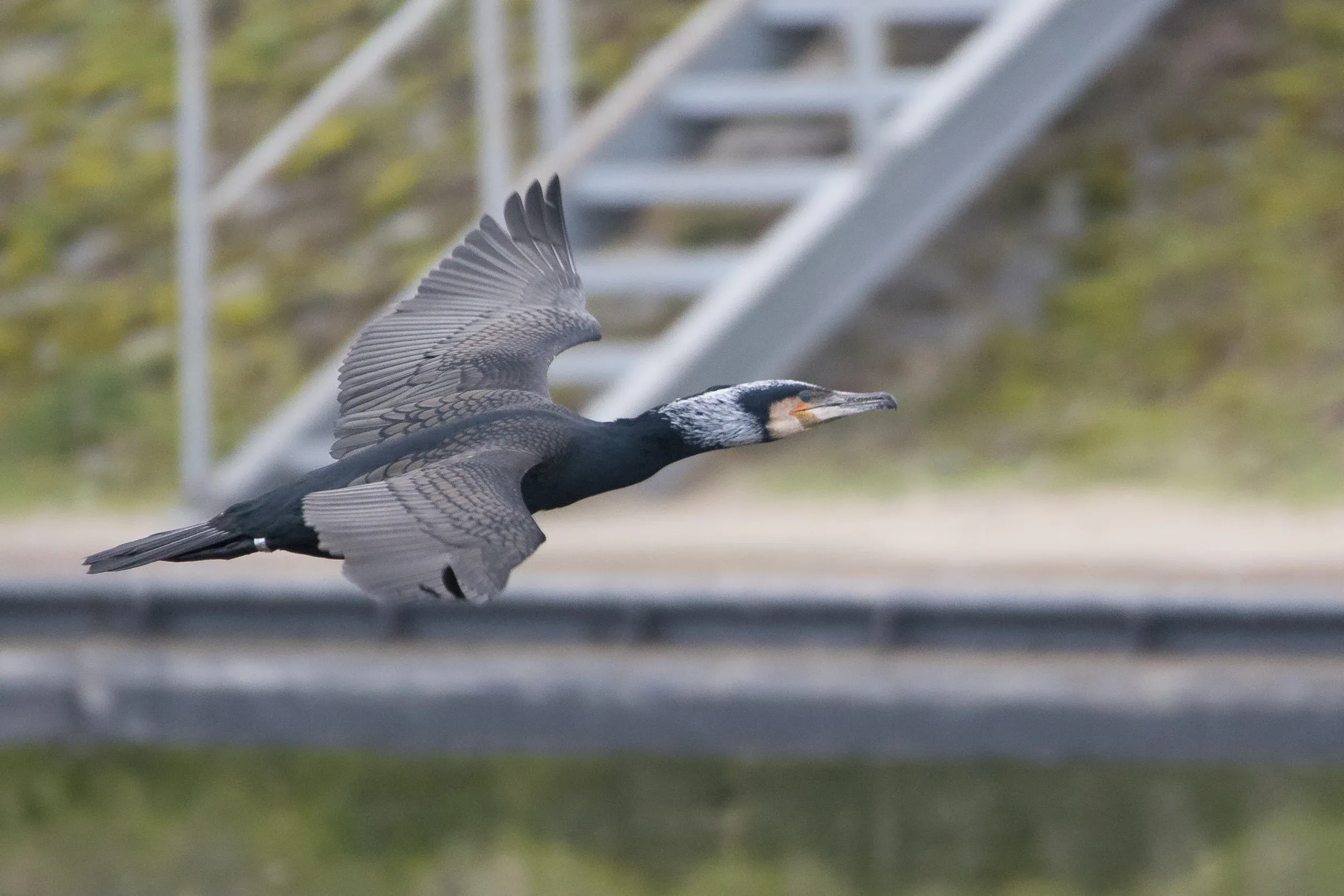 Great cormorant /  Phalacrocorax carbo carbo