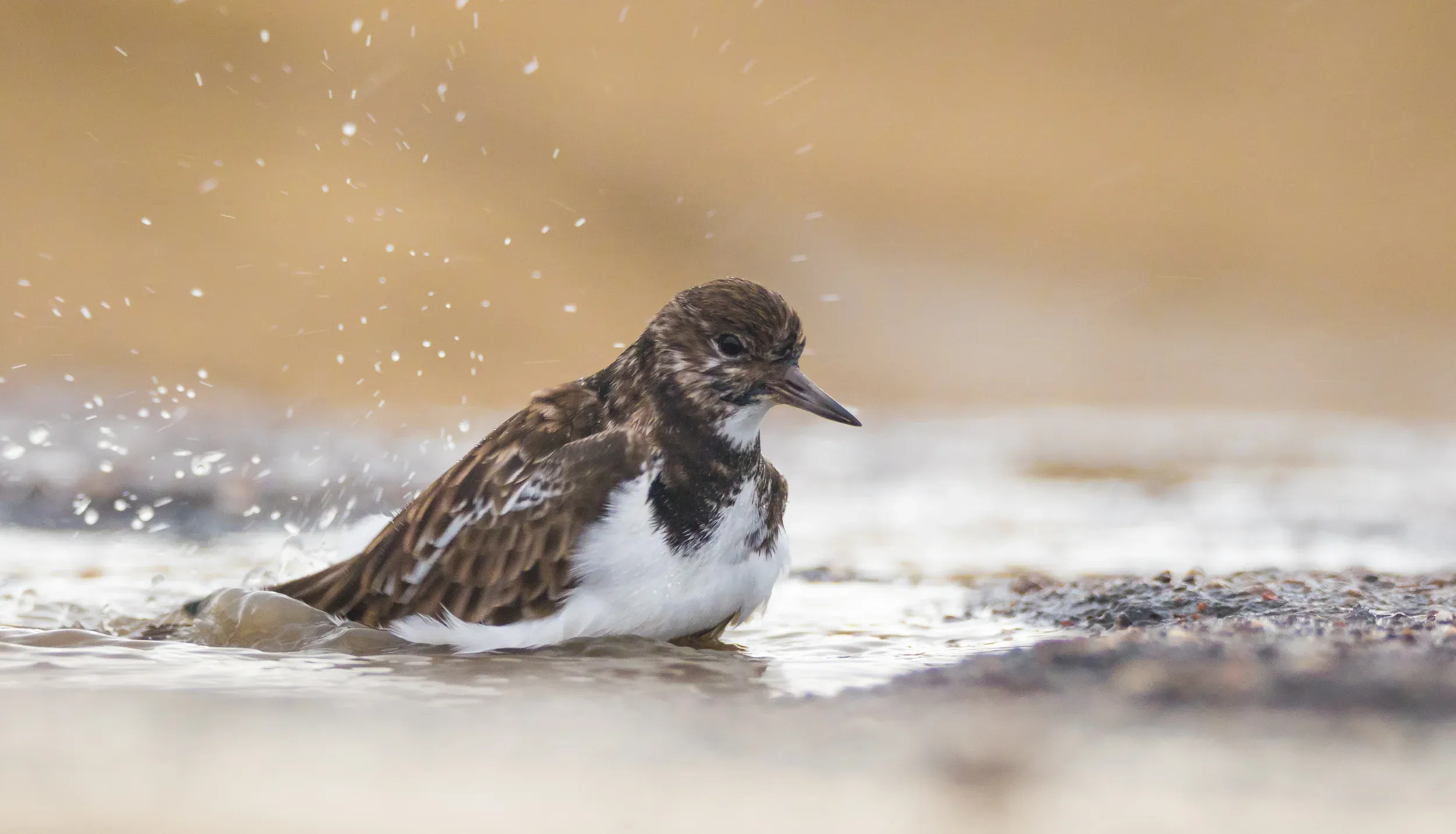 Ruddy turnstone /  Arenaria interpres