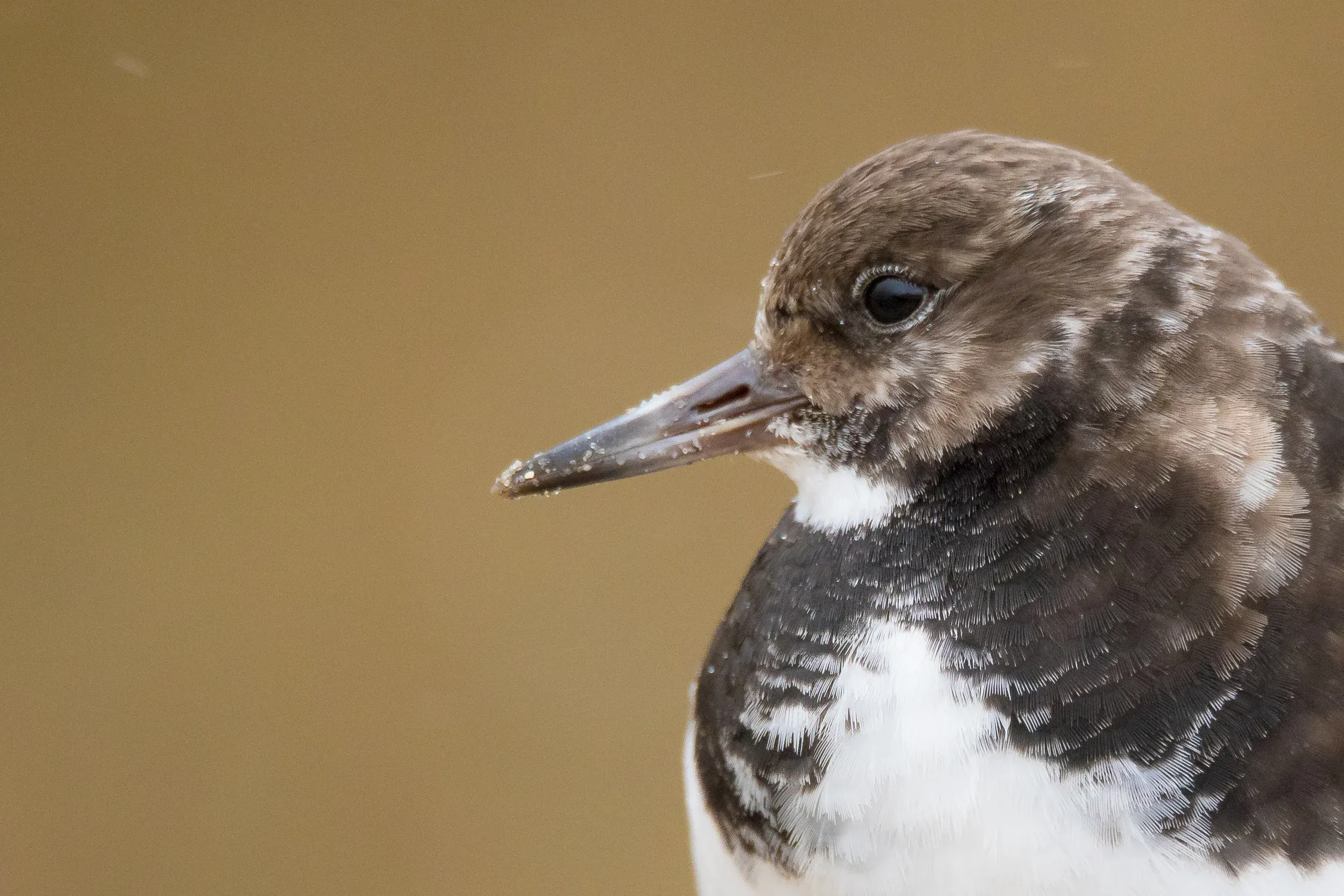 Ruddy turnstone /  Arenaria interpres