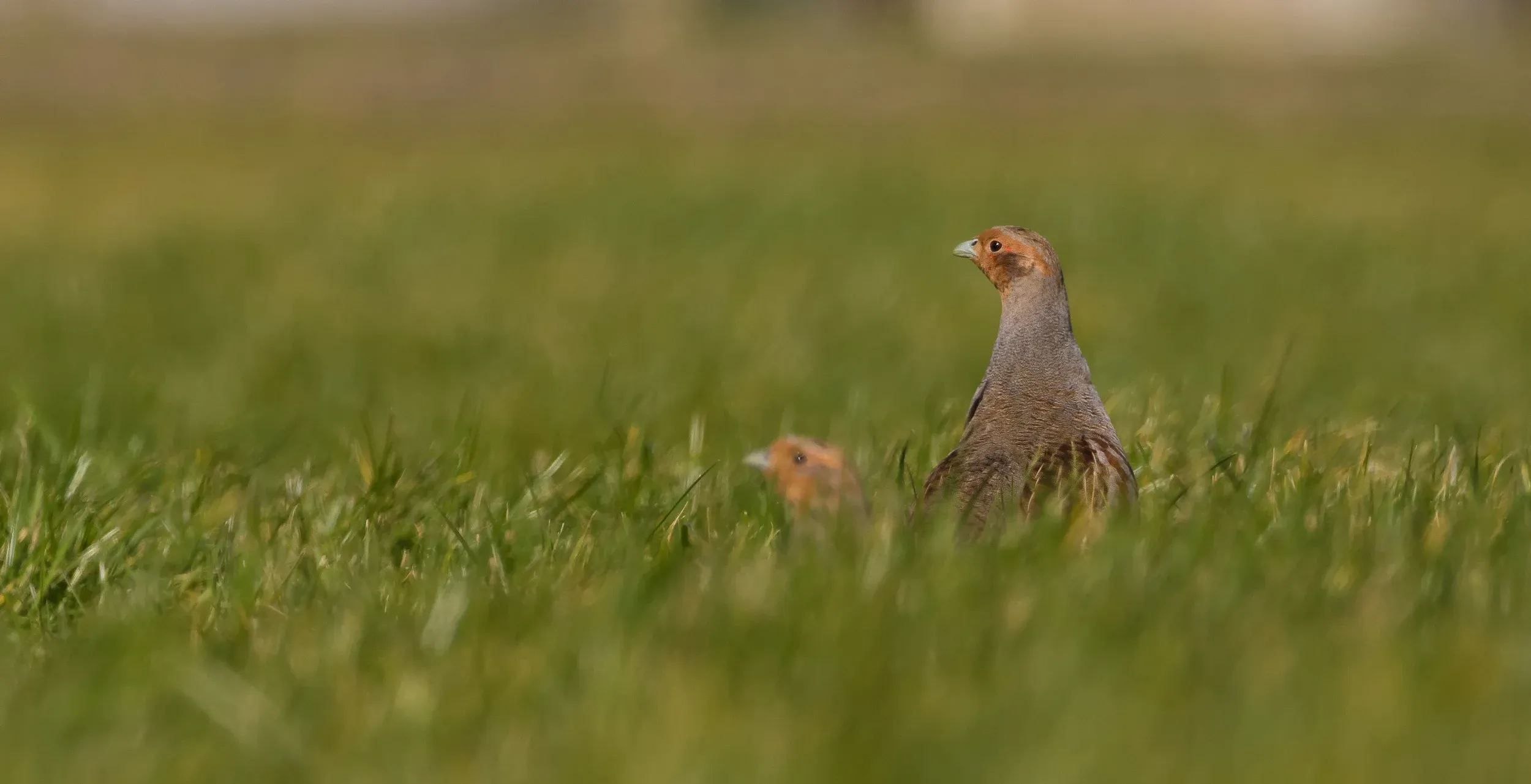 Grey partridge /  Perdix perdix