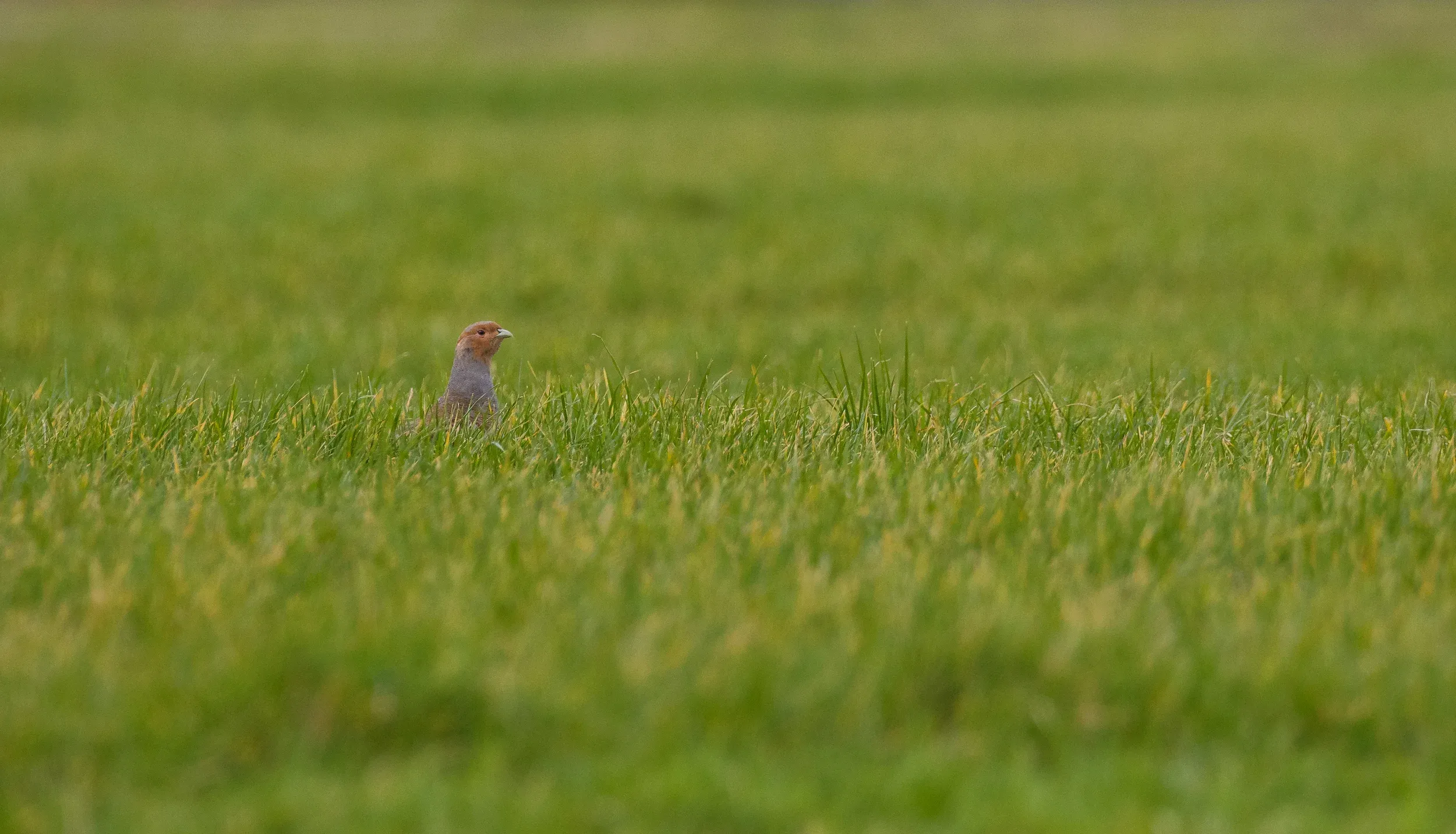 Grey partridge /  Perdix perdix