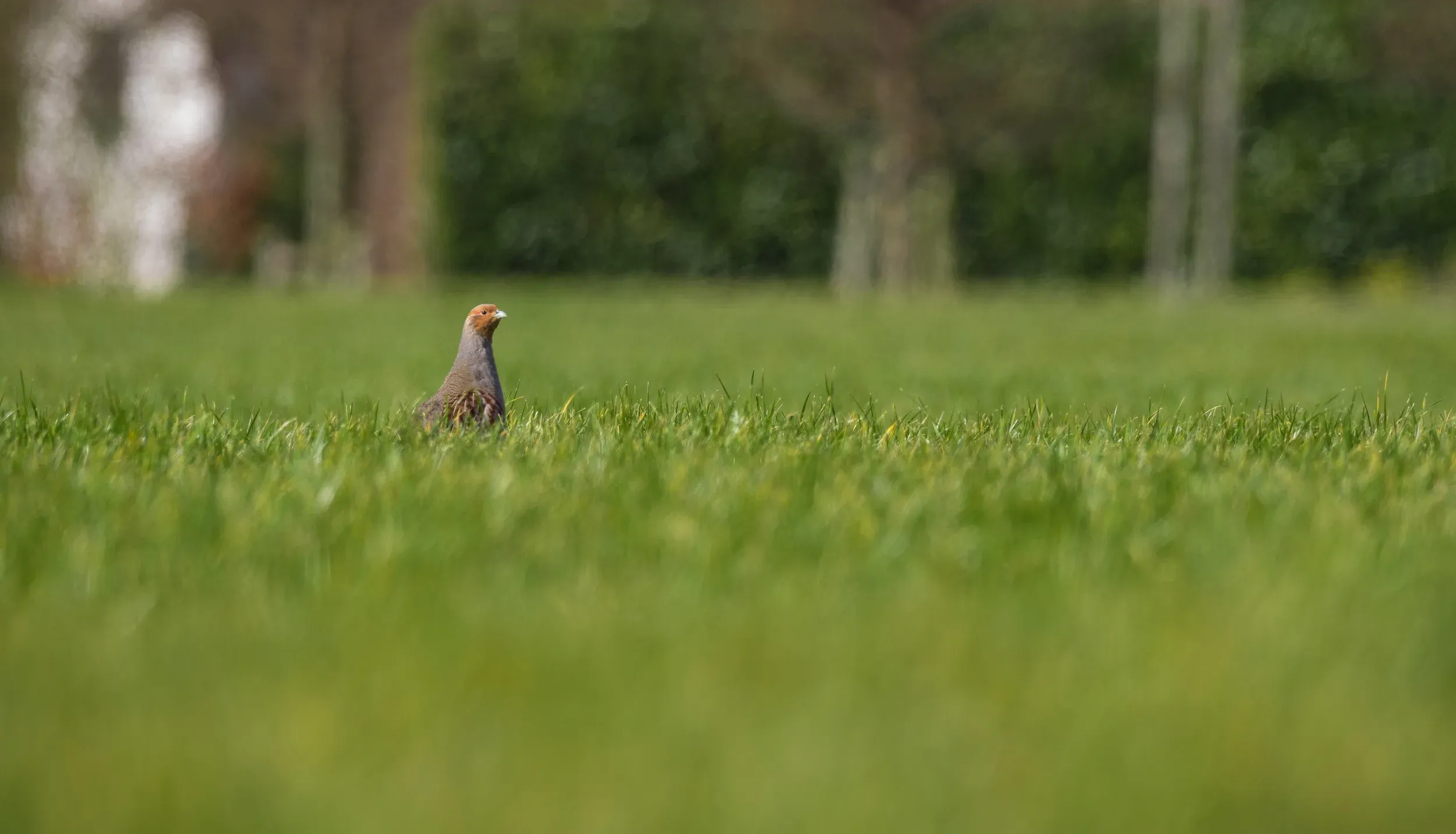 Grey partridge /  Perdix perdix