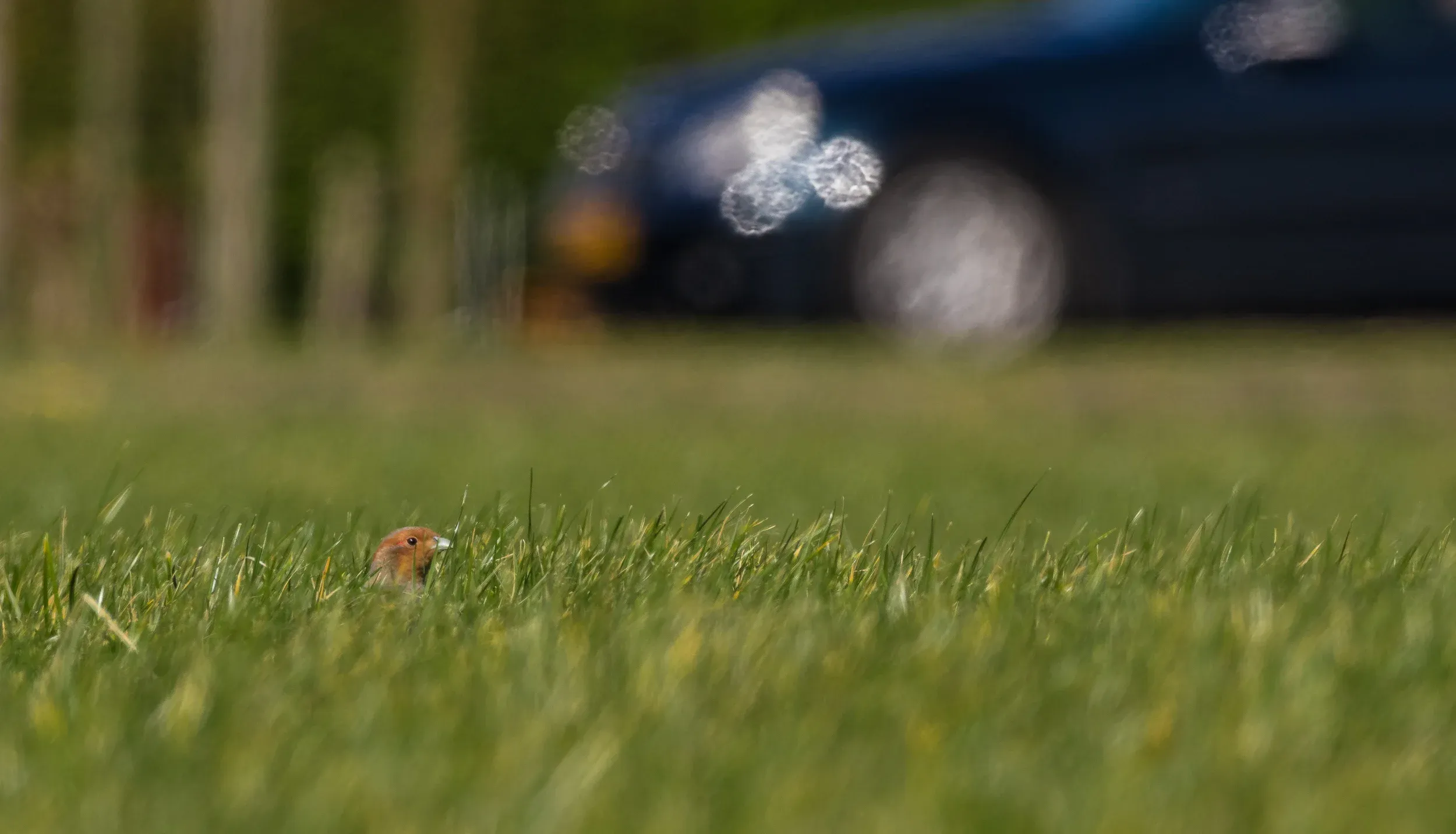 Grey partridge /  Perdix perdix — The effects of heat waves are clearly visible (unfortunately)