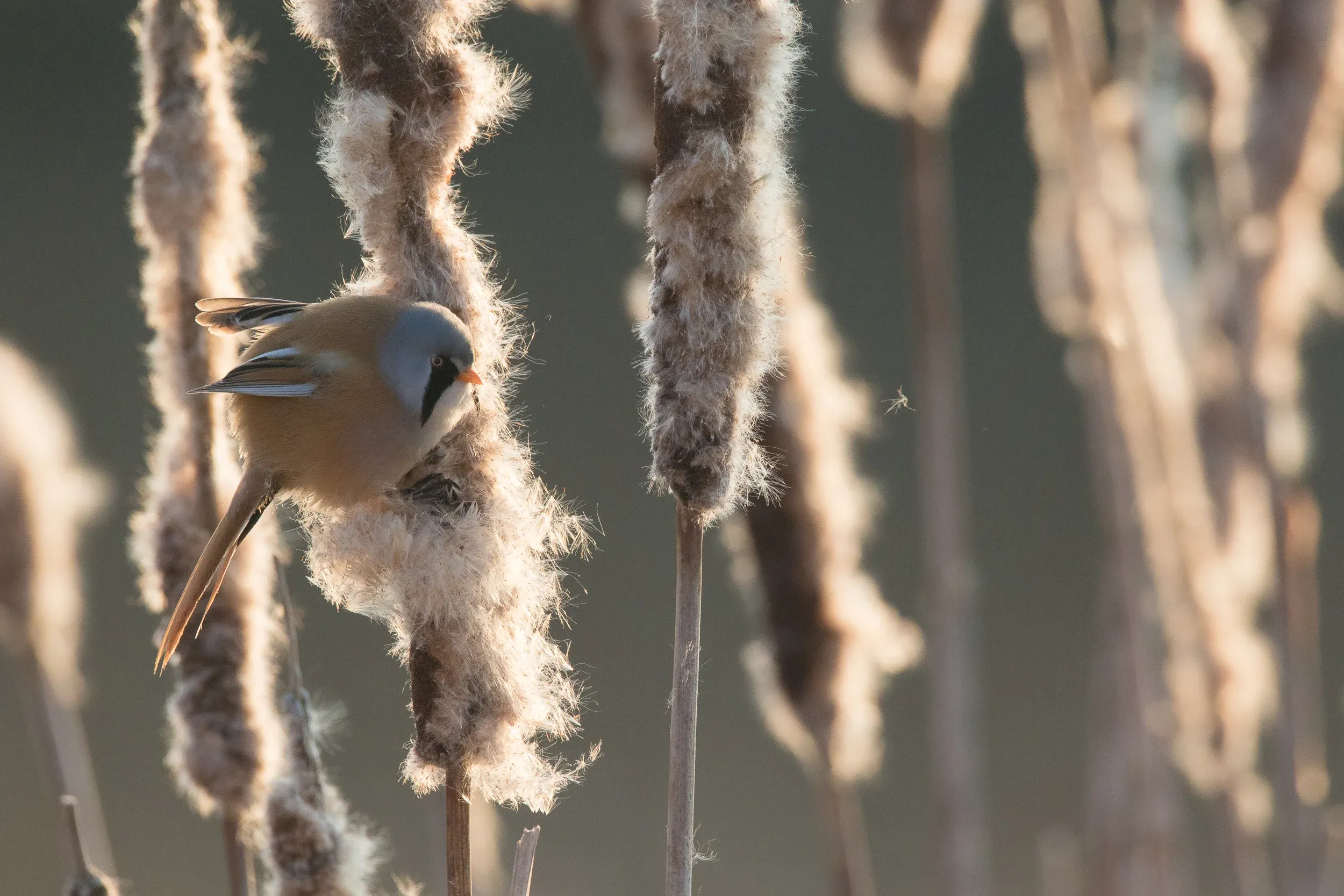 Bearded tit /  Panurus biarmicus
