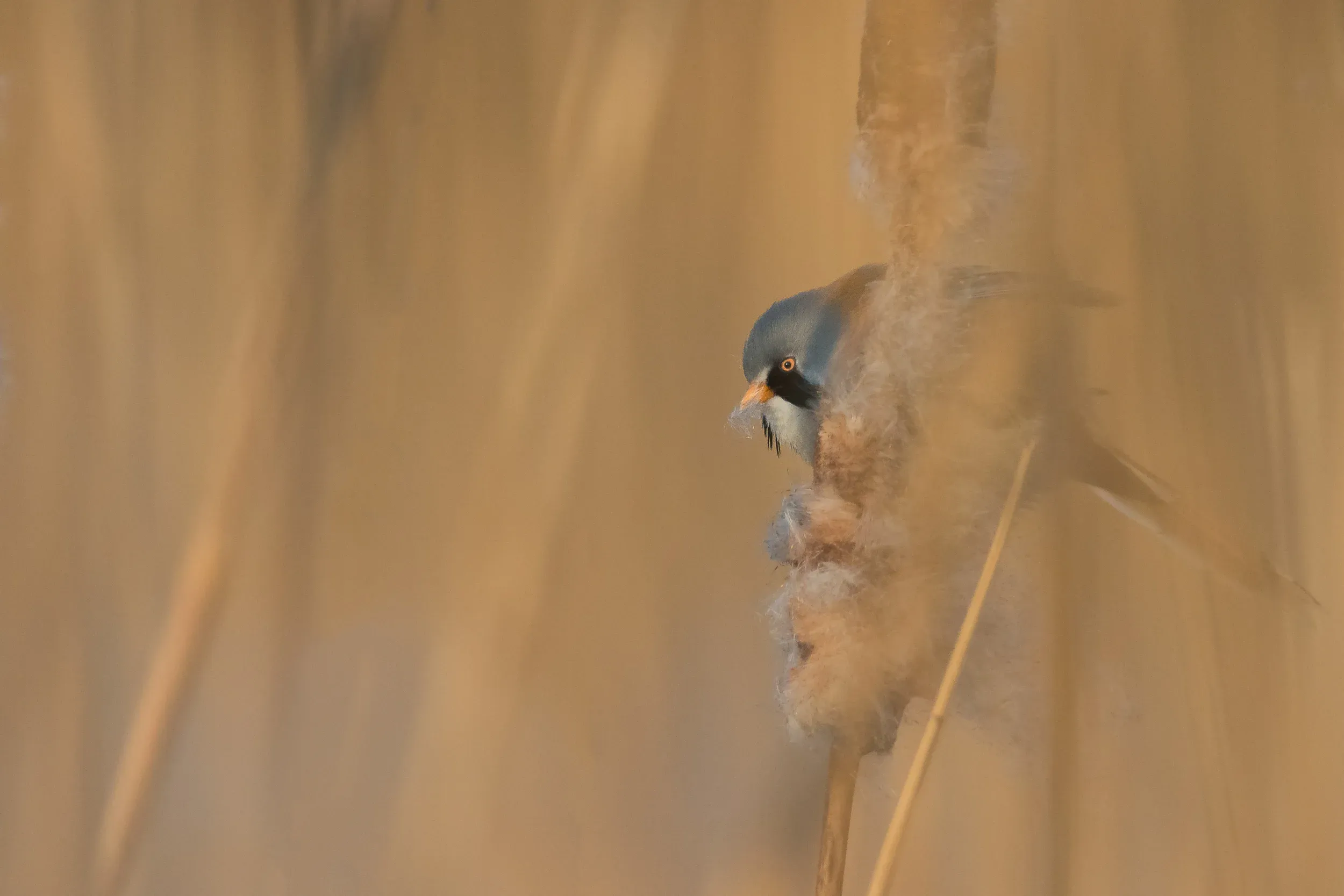 Later that day. Bearded tit /  Panurus biarmicus