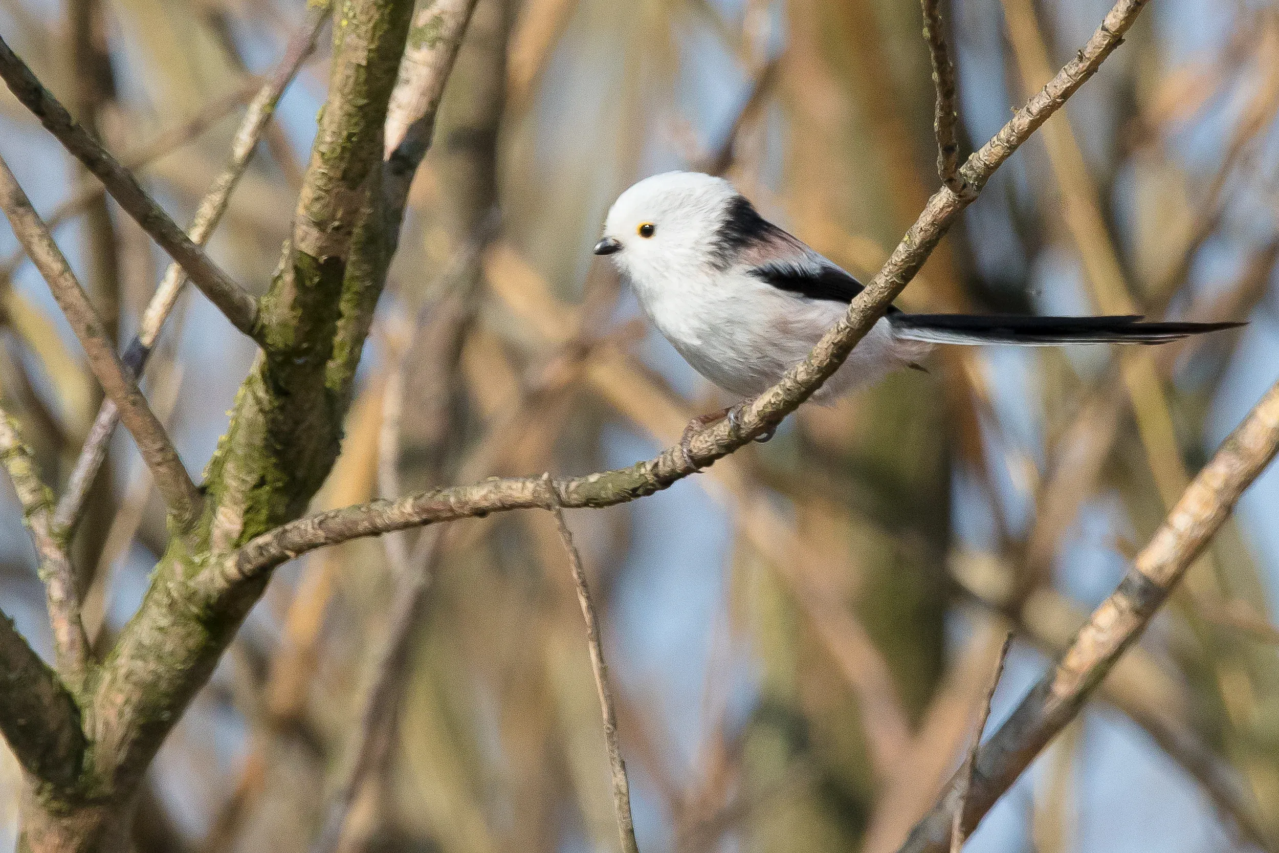 White-headed Long-tailed tit /  Aegithalos caudatus caudatus