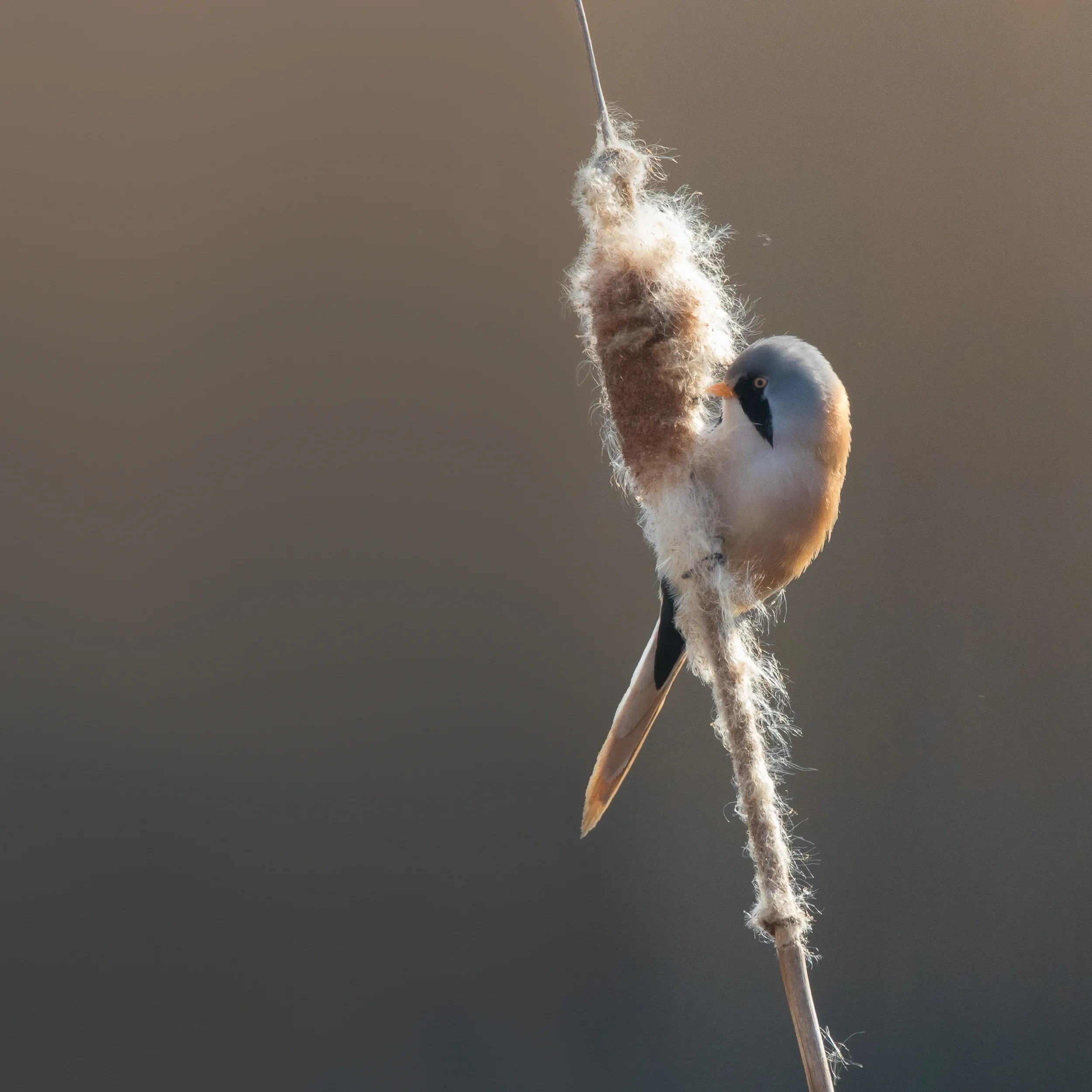 Bearded tit /  Panurus biarmicus