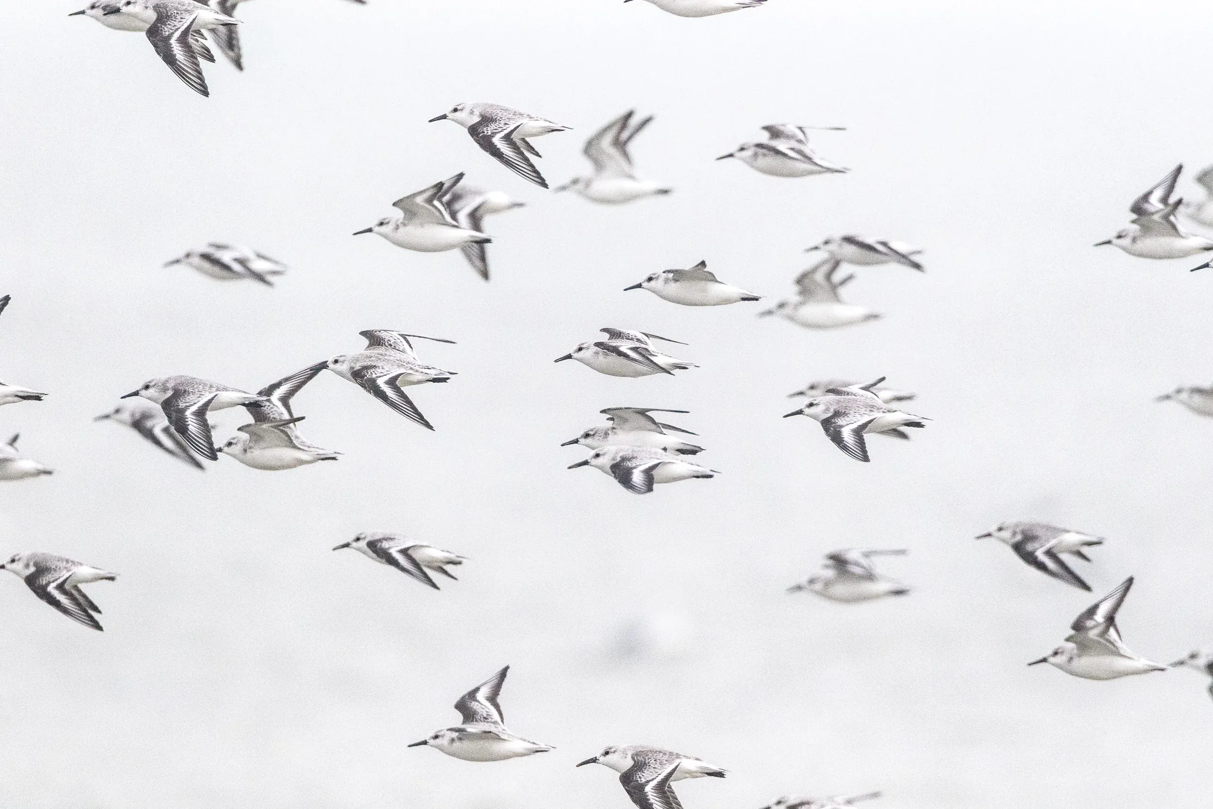 Sanderlings (Calidris alba)