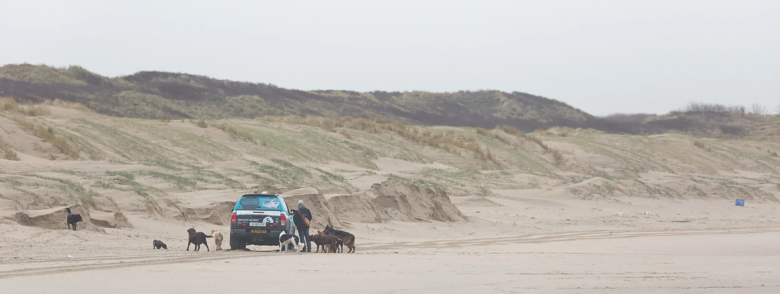 Seal &#x27;rescuers’ and the enemy of all gull-loving beach visitors: a pack of dog-walking-service-dogs (sorry for the bad English, but you get the point)
