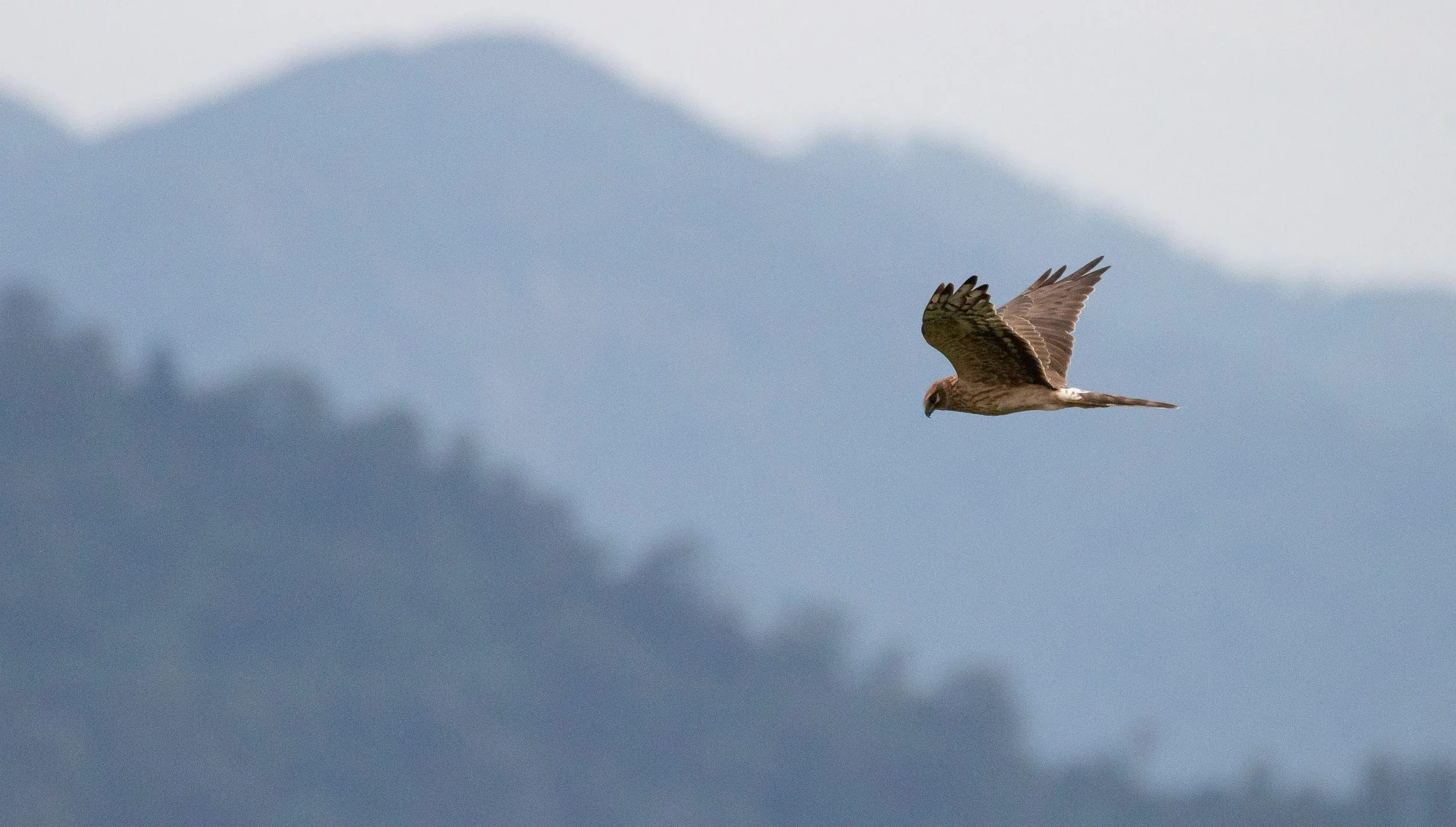 September 9th. Same bird.