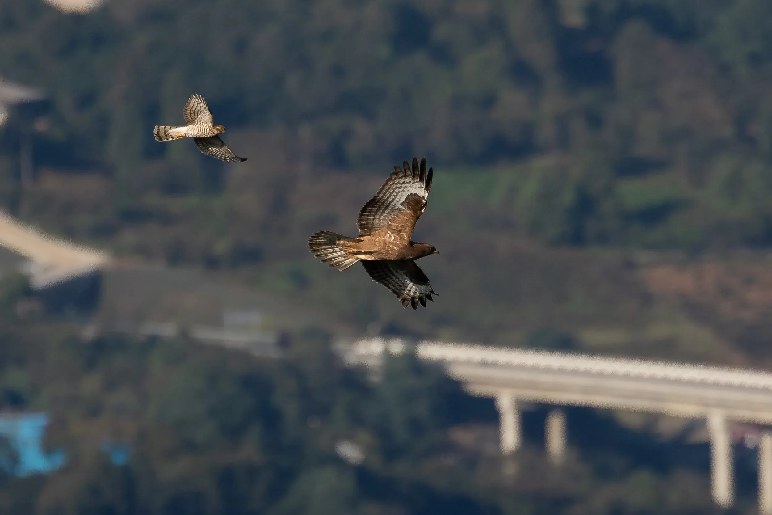 September 29th. Juvenile Honey Buzzard chased by a Eurasian Sparrowhawk. I love how the yellow eye of the Sparrowhawk adds to the ‘evil look’. These little birds seem to love to harass larger raptors on migration.