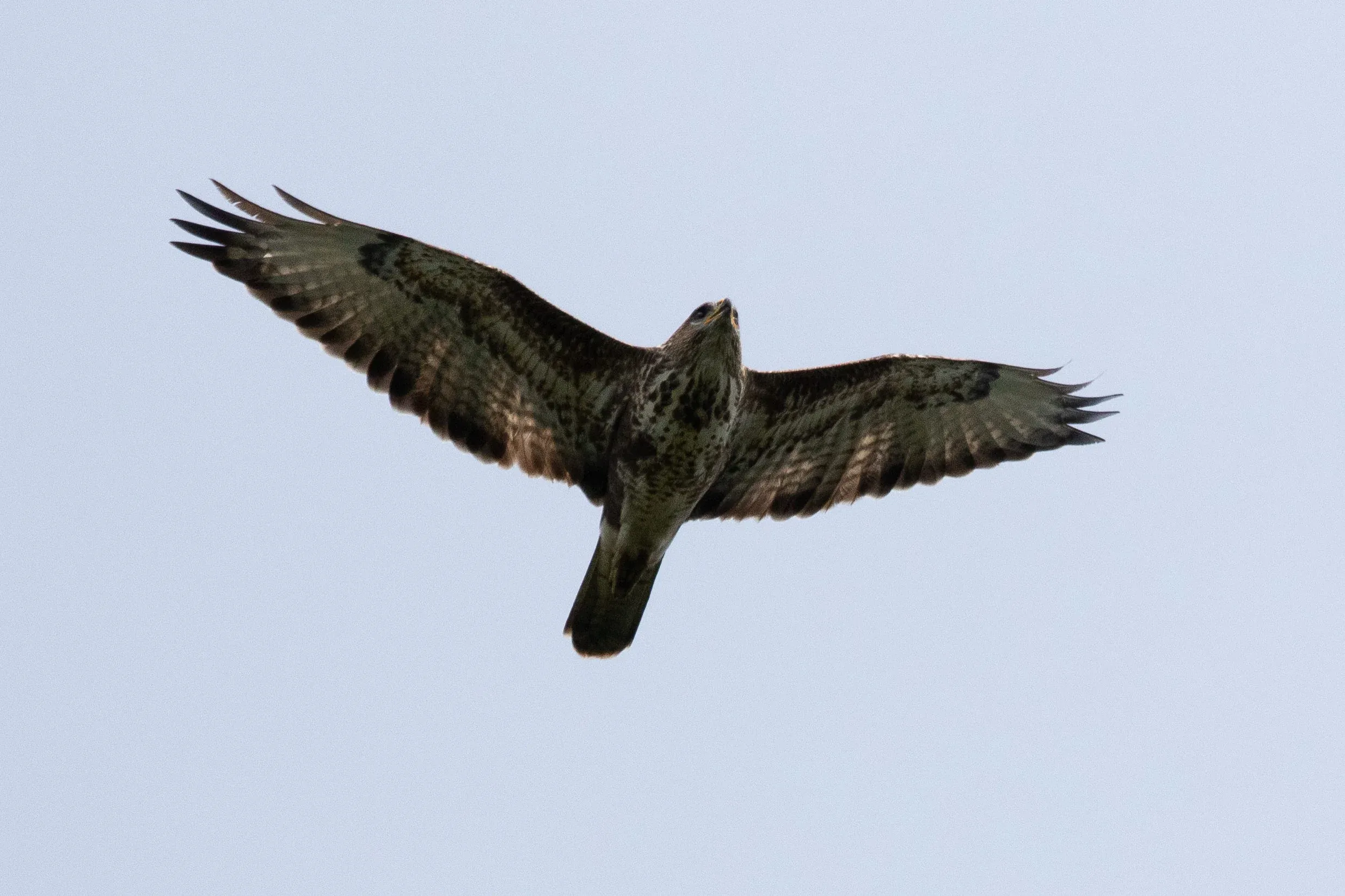 October 1st. Immature Steppe Buzzard (see the retained juvenile secondaries and outer primaries).