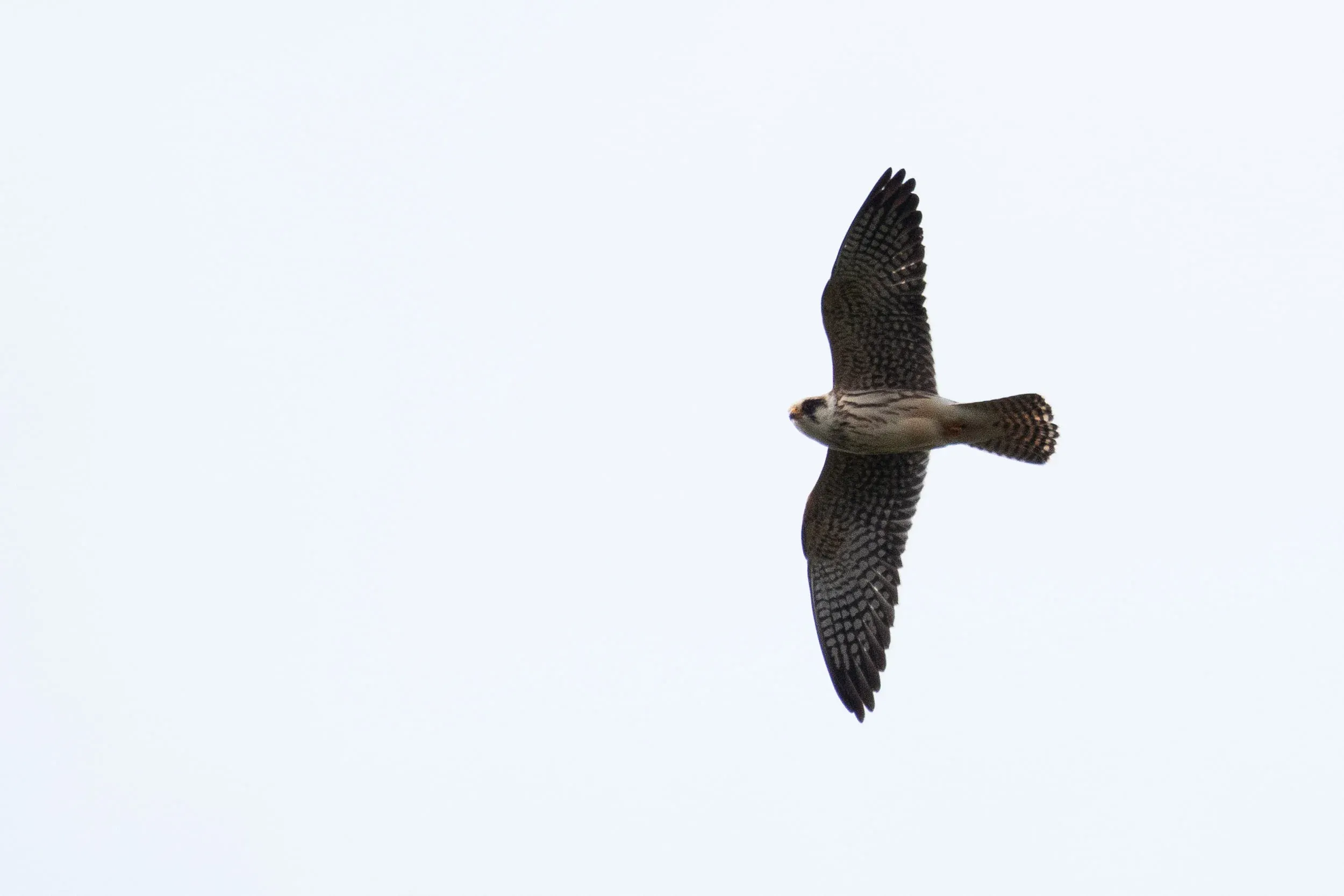 October 10th. Juvenile Red-footed Falcon.
