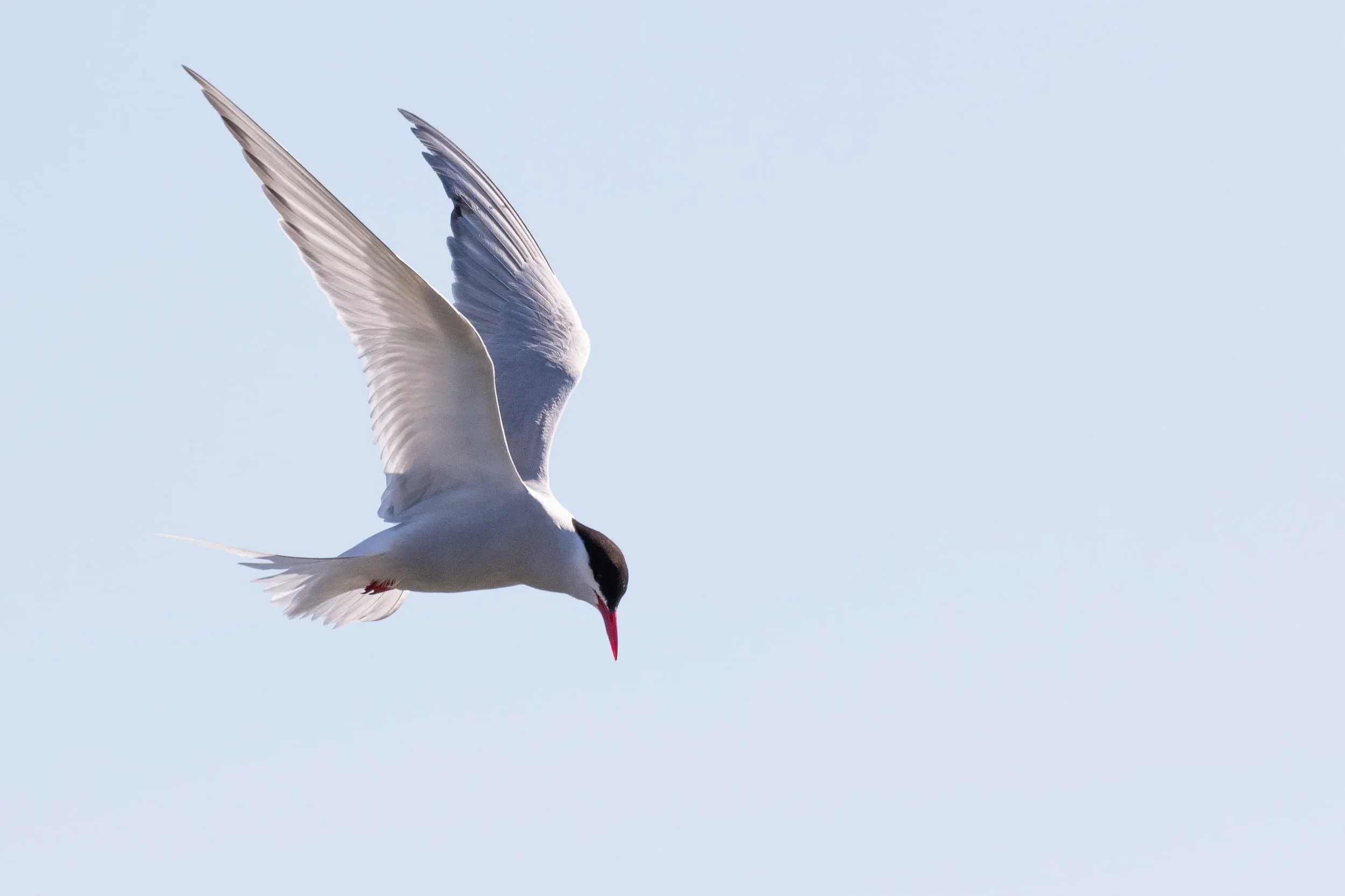 Arctic Tern hovering.