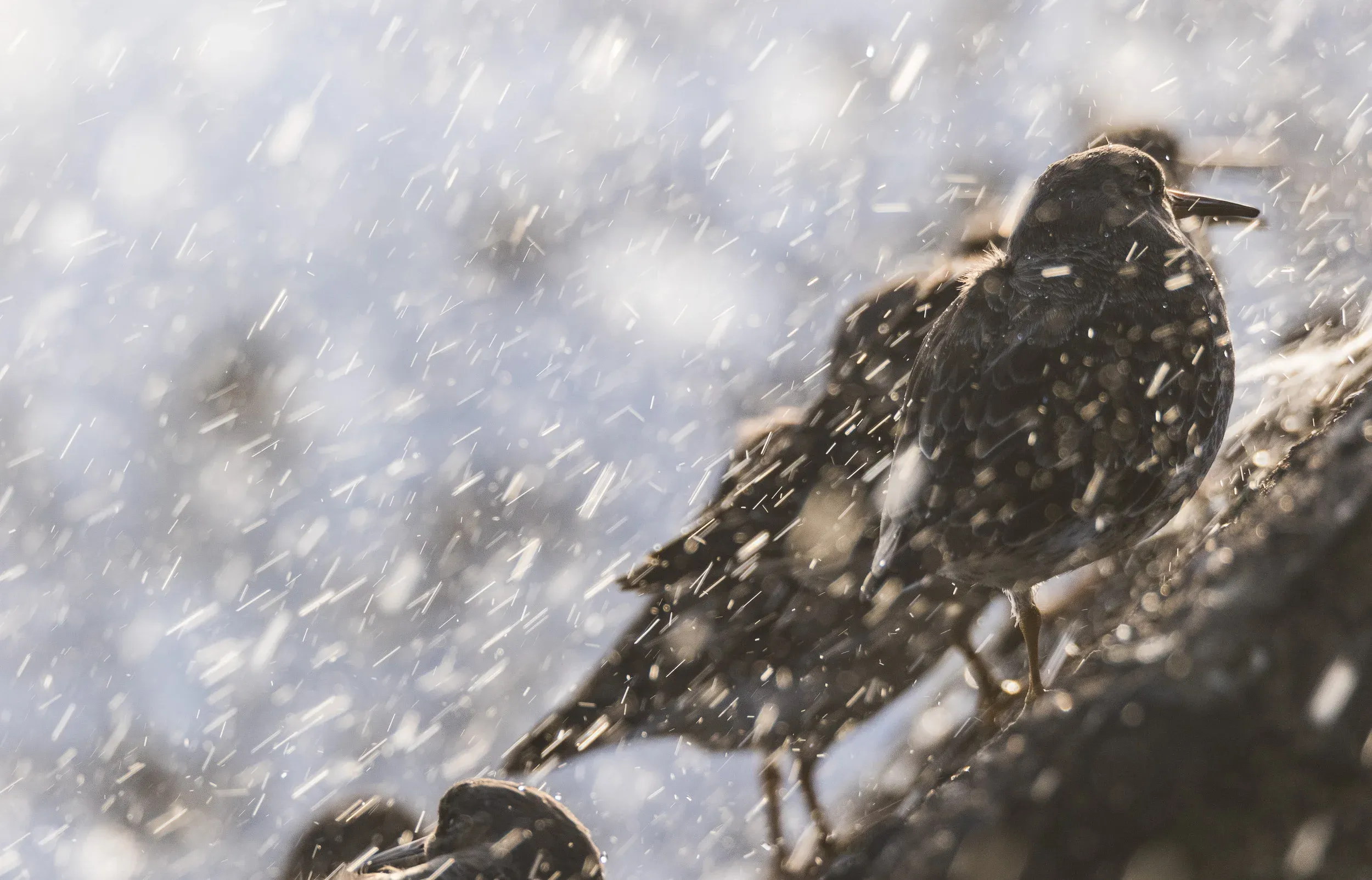 Purple Sandpiper (Calidris maritima)