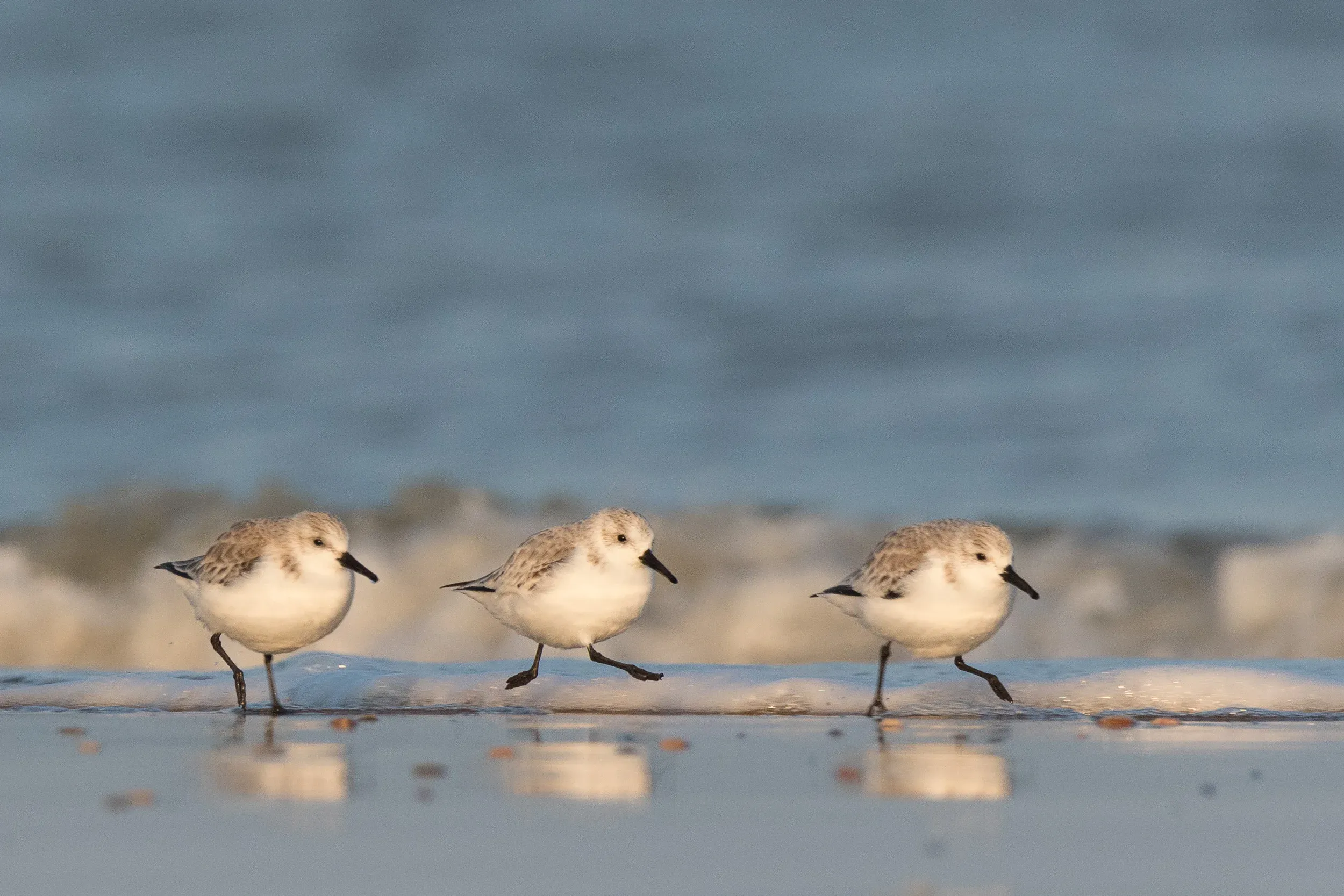 Sanderling (Calidris alba)