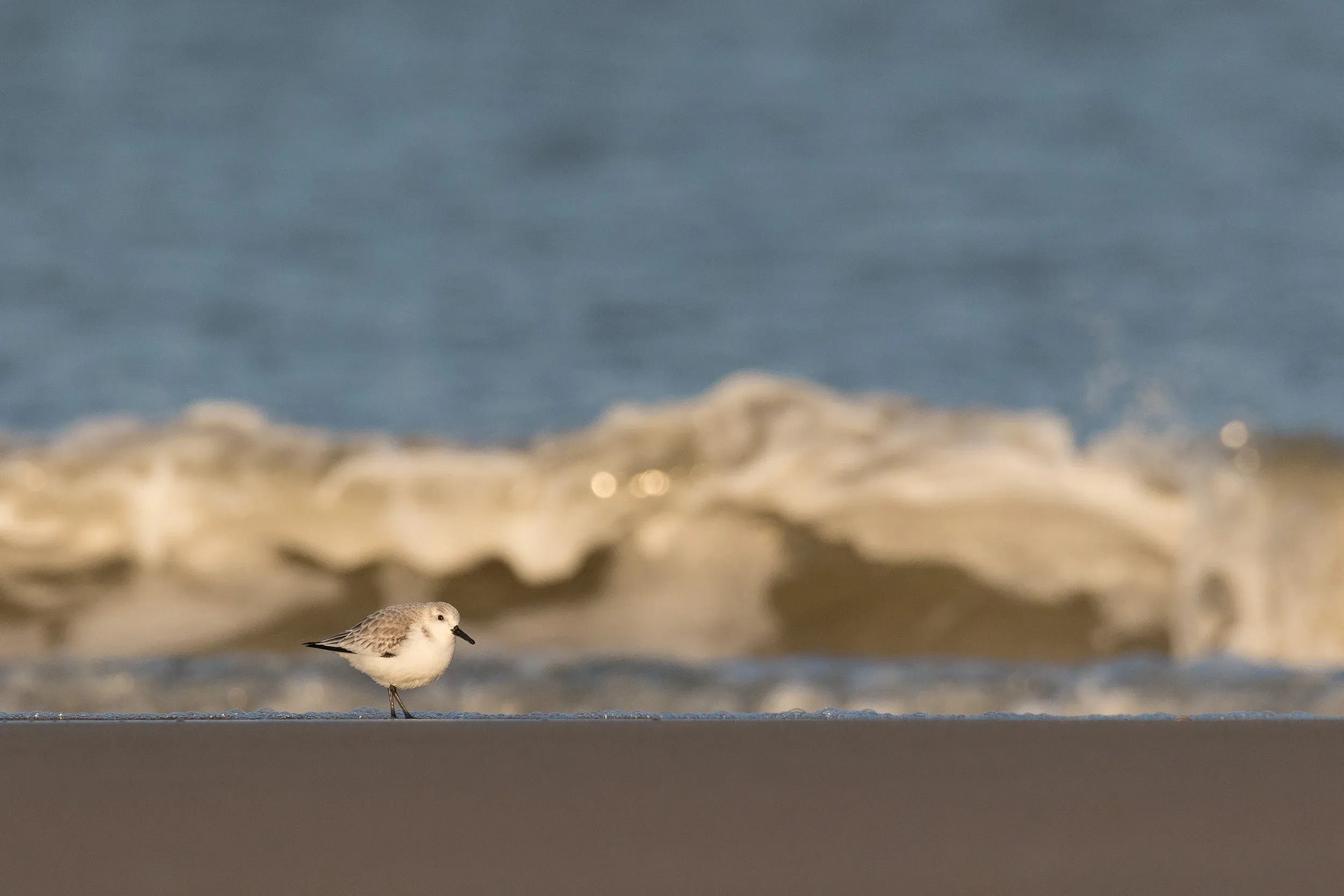 Sanderling (Calidris alba)