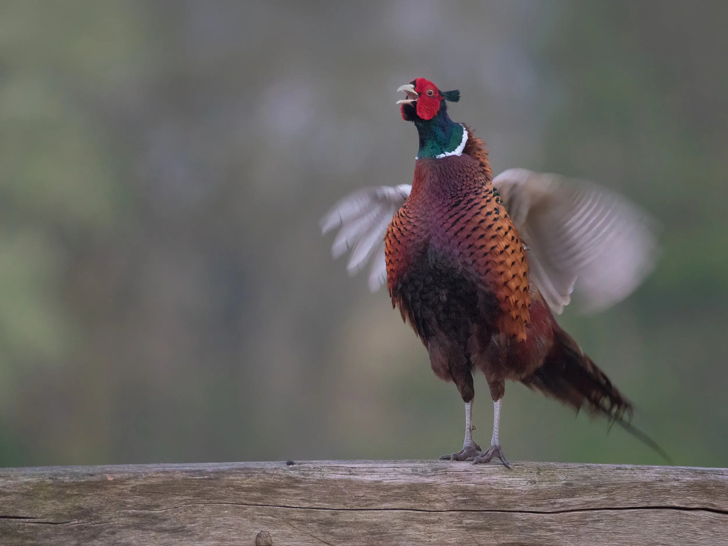 Pheasant (Phasianus colchicus)