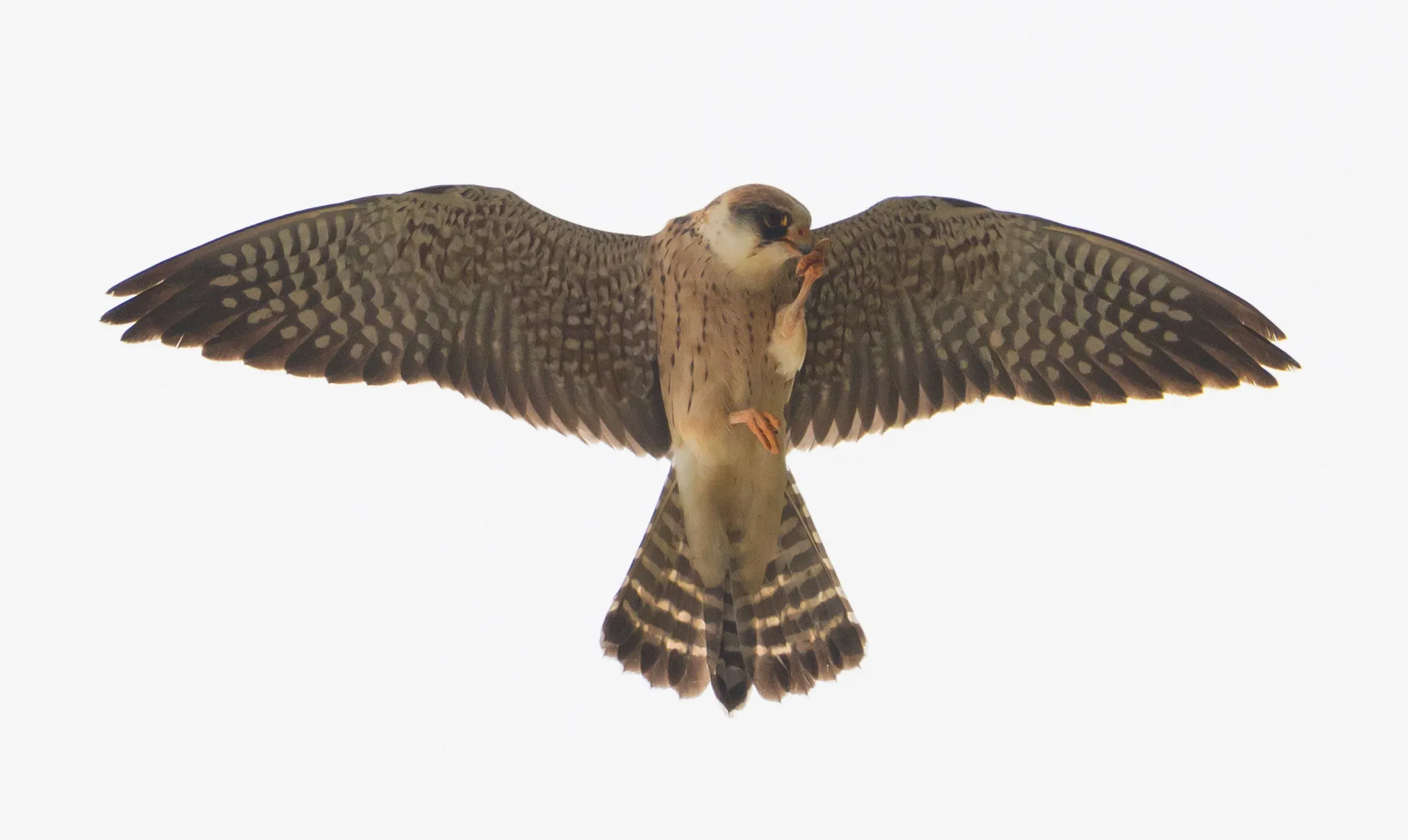  2cy female - 10-05-2016 - Telpost Berkheide