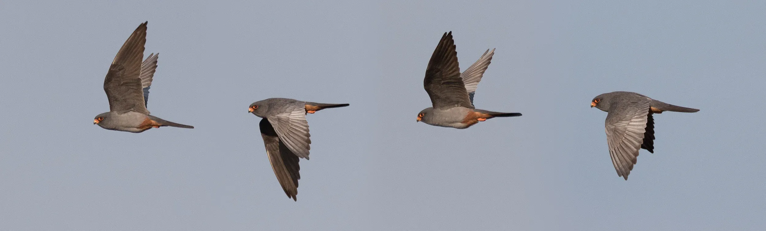  adult male - 12-05-2016 - Compilation - Fochteloërveen