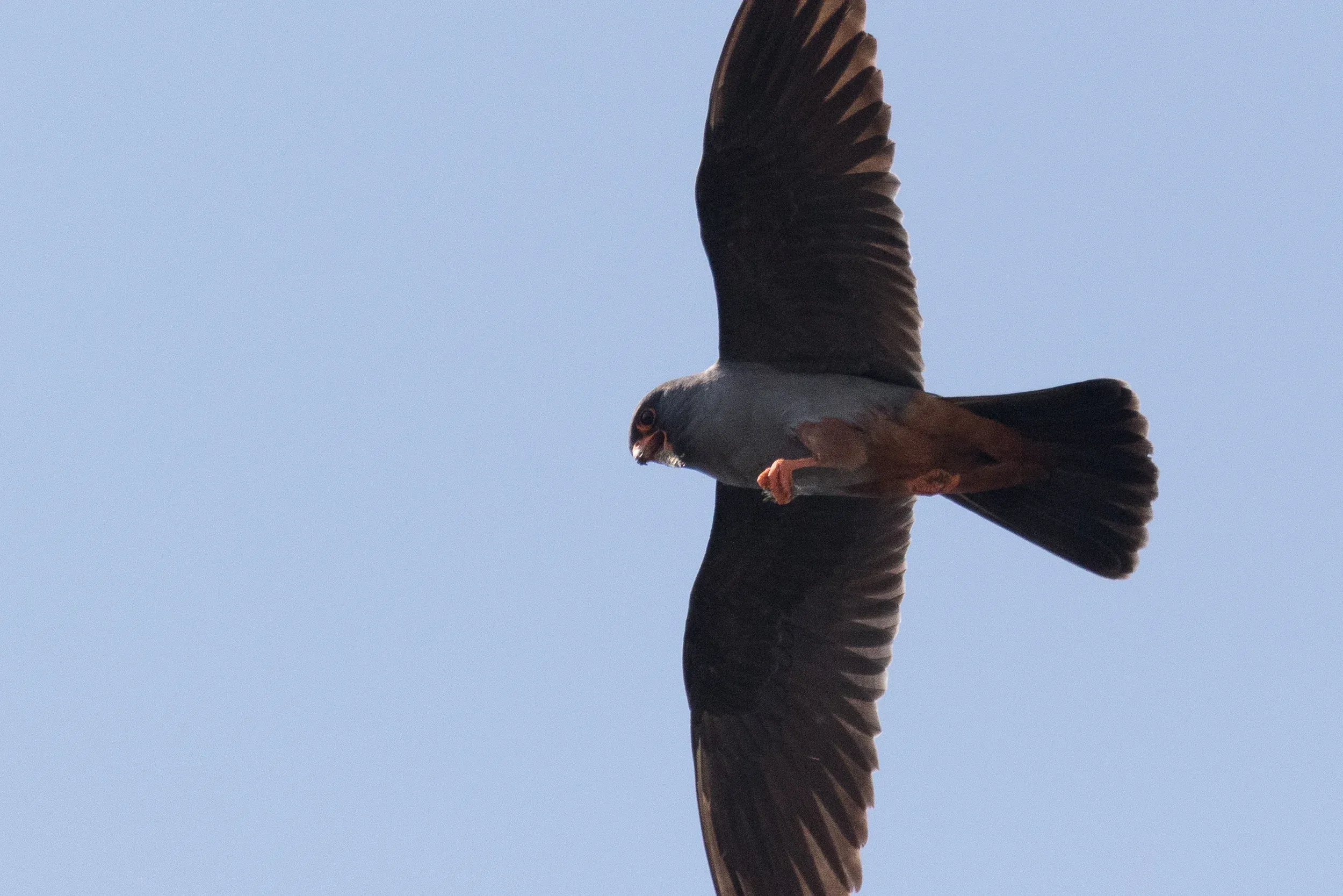  adult male - 12-05-2016 - Fochteloërveen