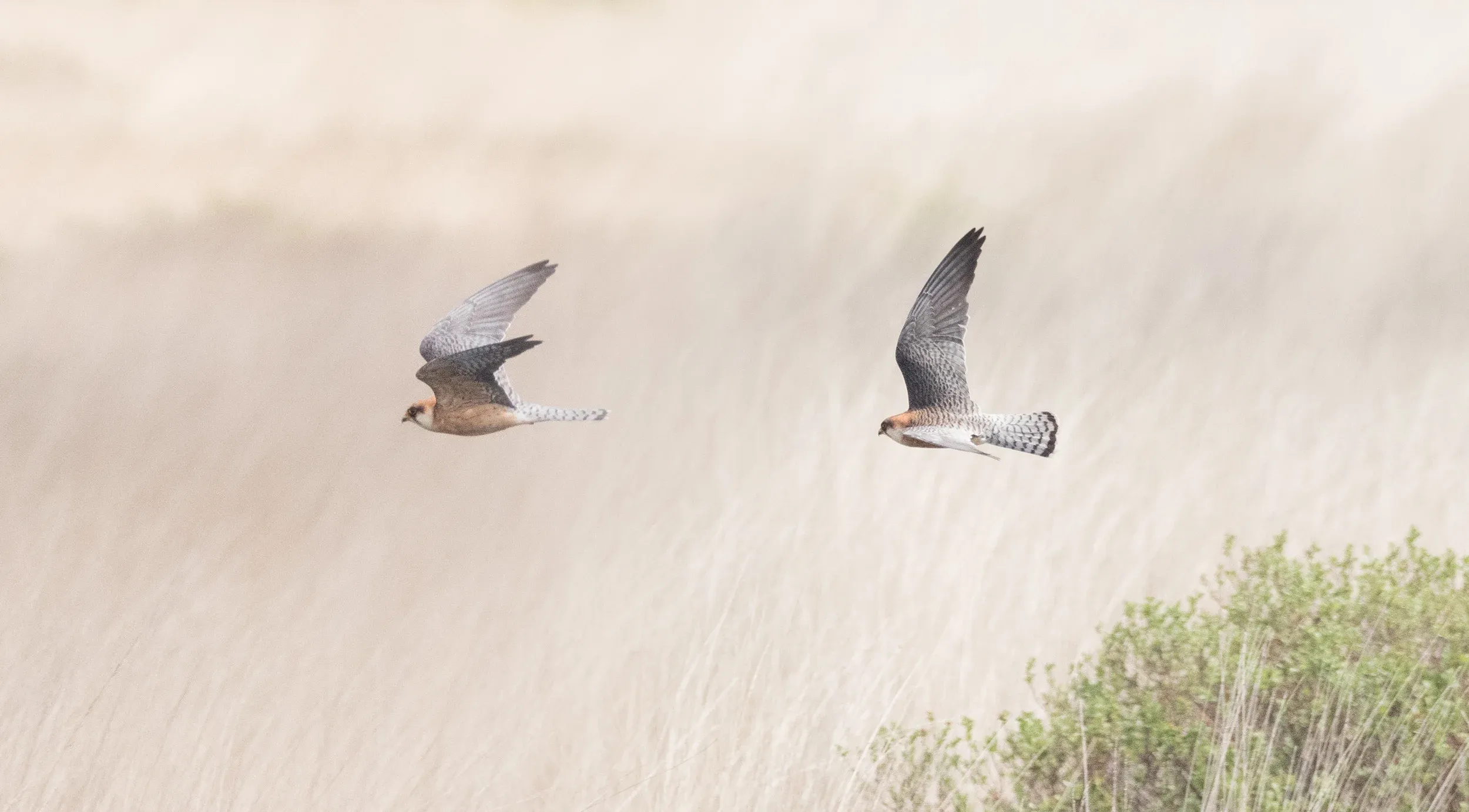  adult female - 14-05-2016 - Compilation - Fochteloërveen