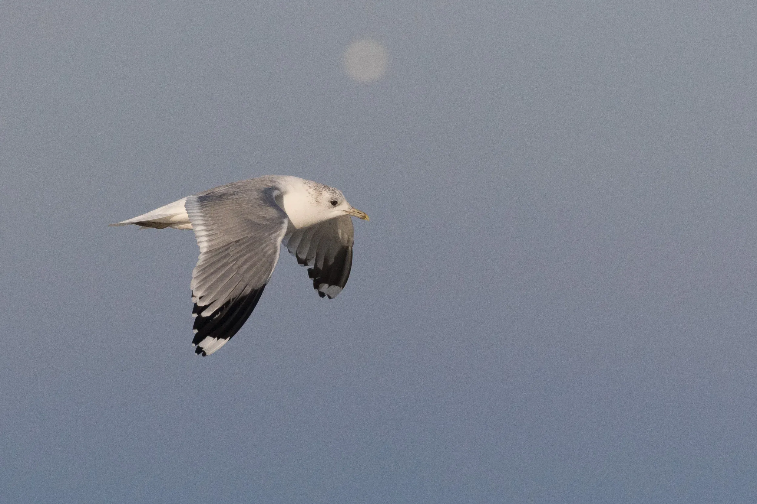 Common Gull (Larus canus)