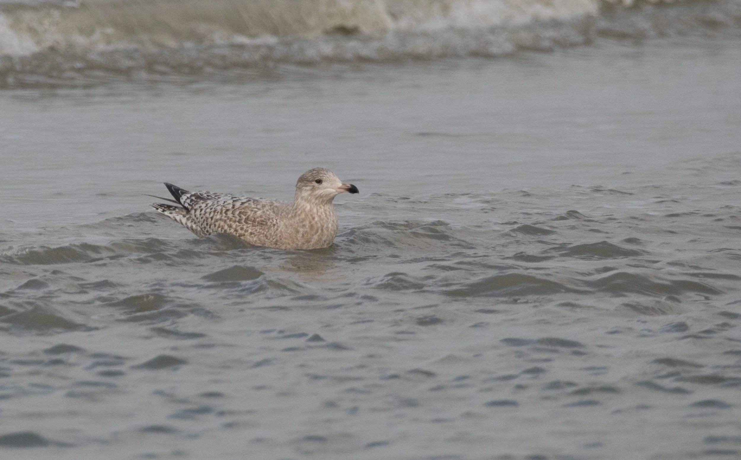 Viking Gull (Larus argentatus x L. hyperboreus)