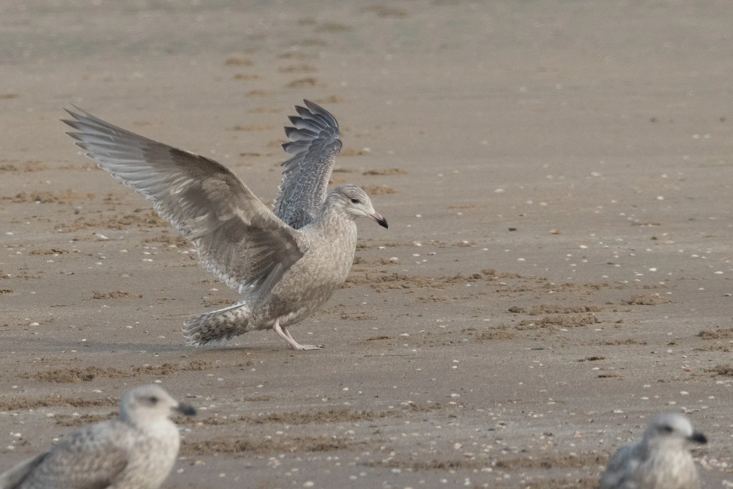 Viking Gull (Larus argentatus x L. hyperboreus)