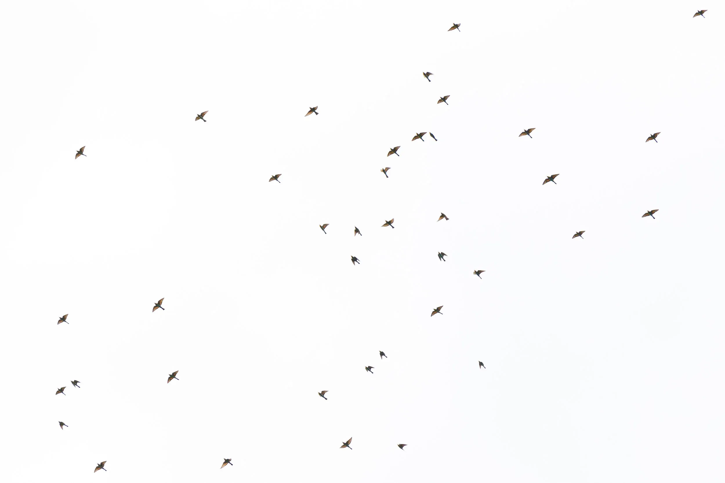 European Bee-eaters (Merops apiaster