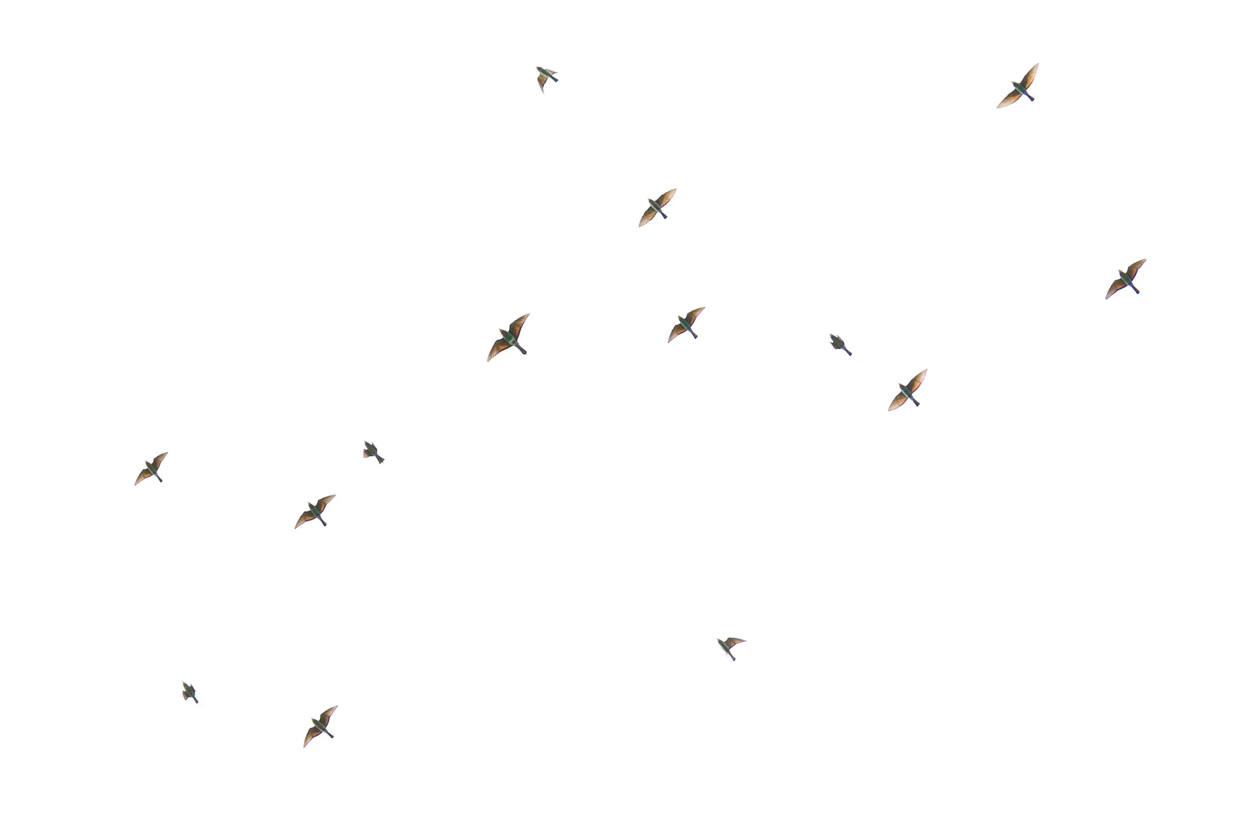 European Bee-eaters (Merops apiaster)