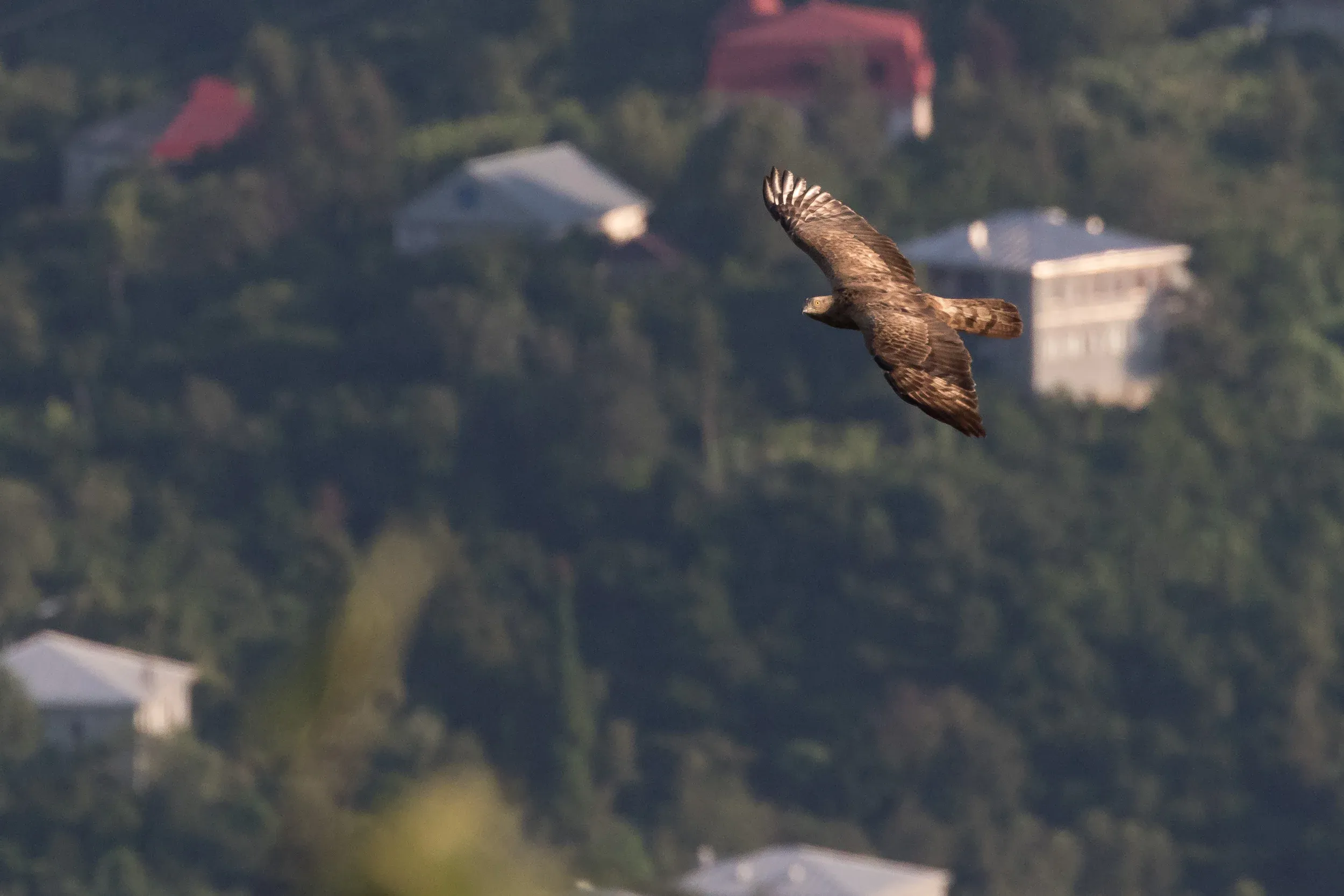 Honey Buzzard (Pernis apivorus)