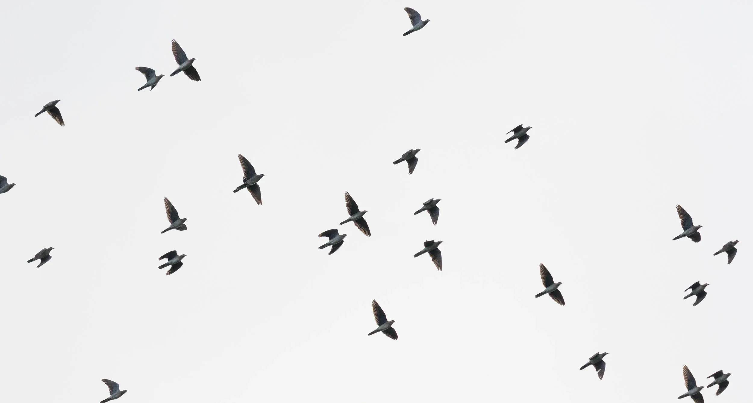 Turtle Doves (Streptopelia turtur) — In typical Batumi light…