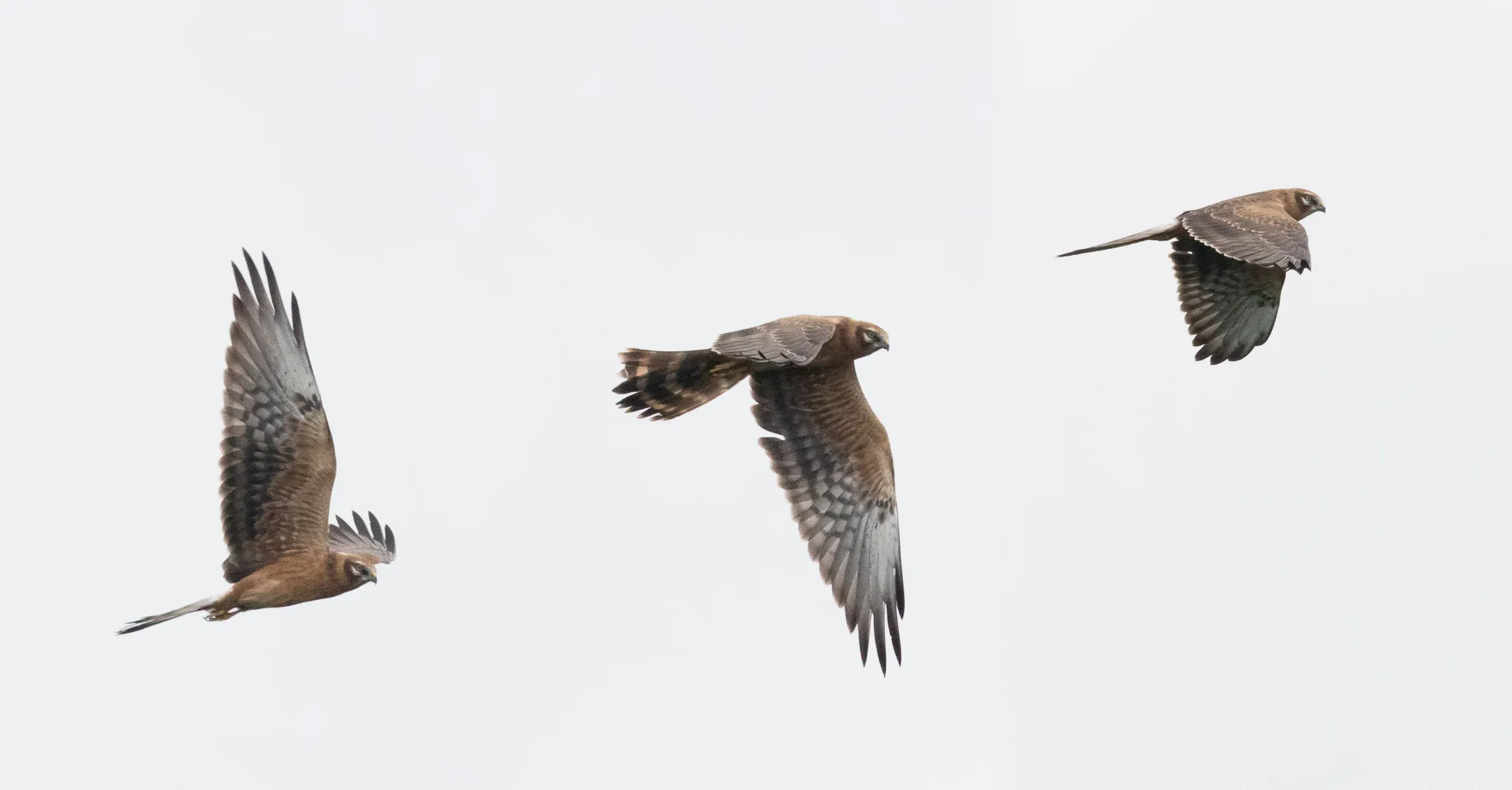Juvenile male Montagu&#x27;s (Circus pygargus)