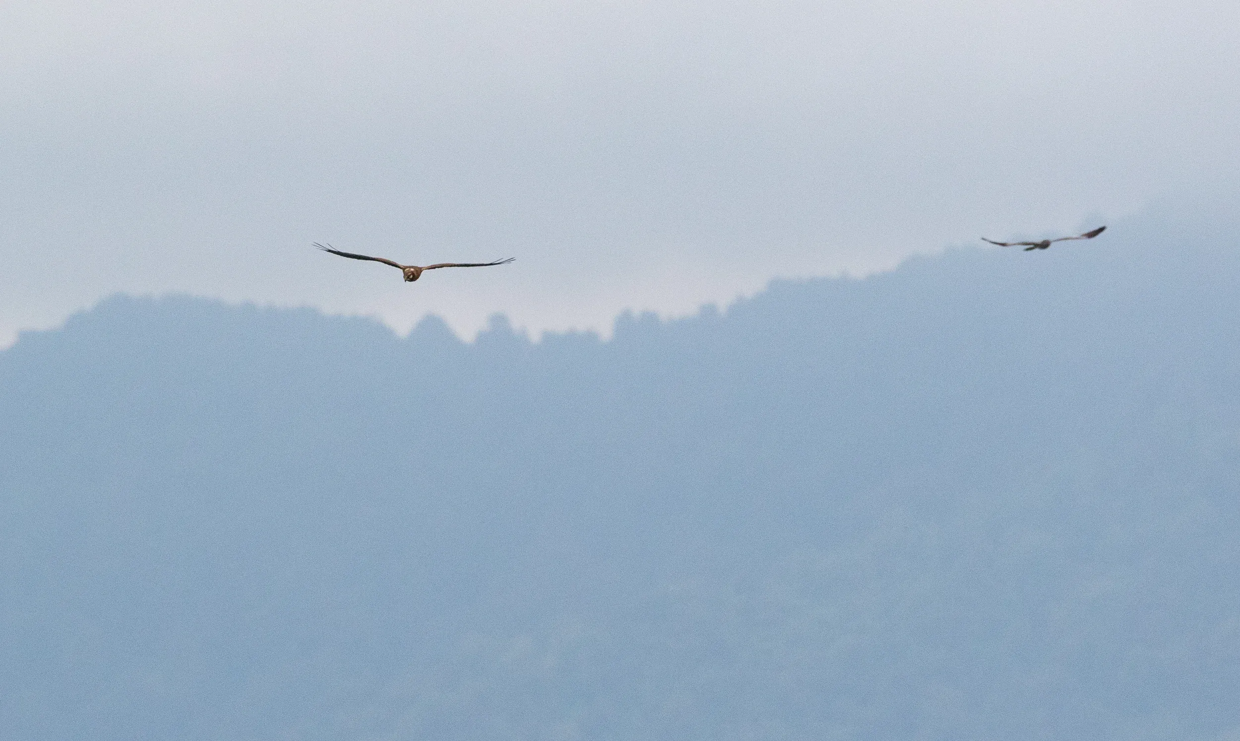 Loose flocks of ringtails that often either pop up out of the valley, like these birds, or are high in or above the streams of Honey Buzzards.