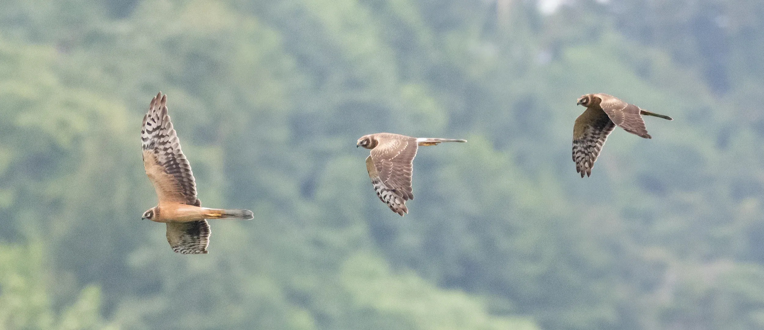 Juvenile male Pallid (Circus macrourus)