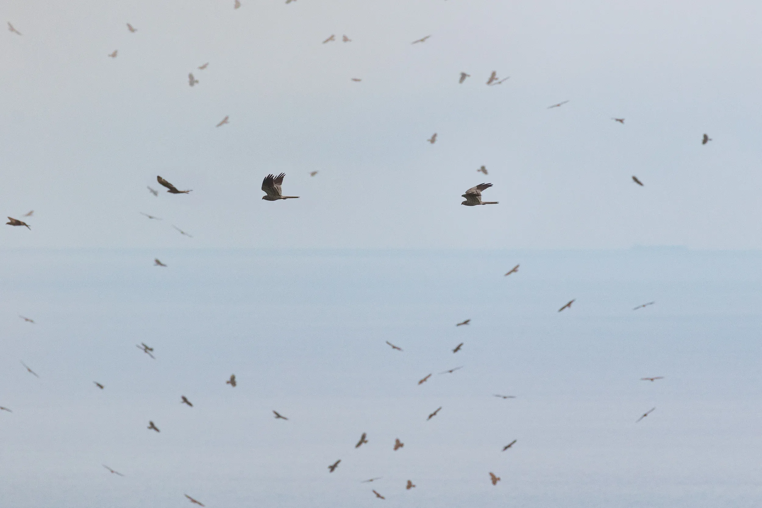 Adult male Montagu&#x27;s (Circus pygargus) passing in between flocks of mainly Honey Buzzards.