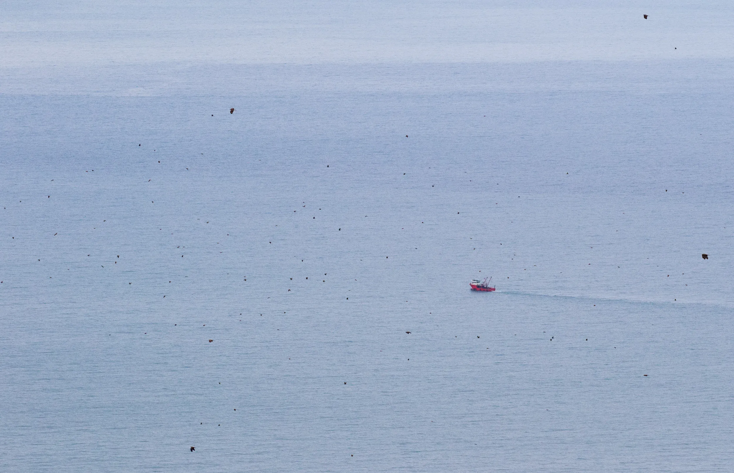A stream of mostly Honey Buzzards (Pernis apivorus). Yes, these are actual birds, not dust on my lens/sensor.