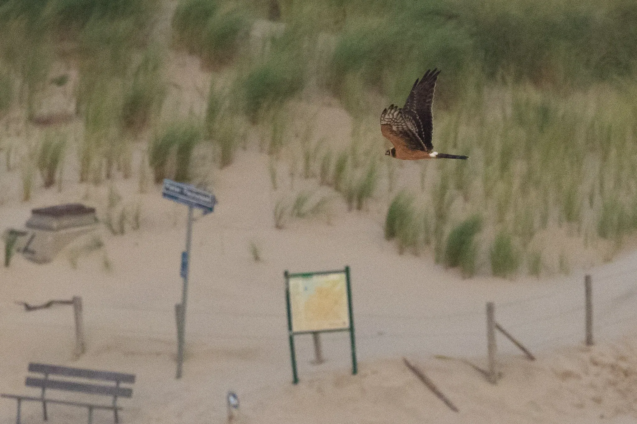 Juvenile (male) Pallid Harrier, the second bird to pass