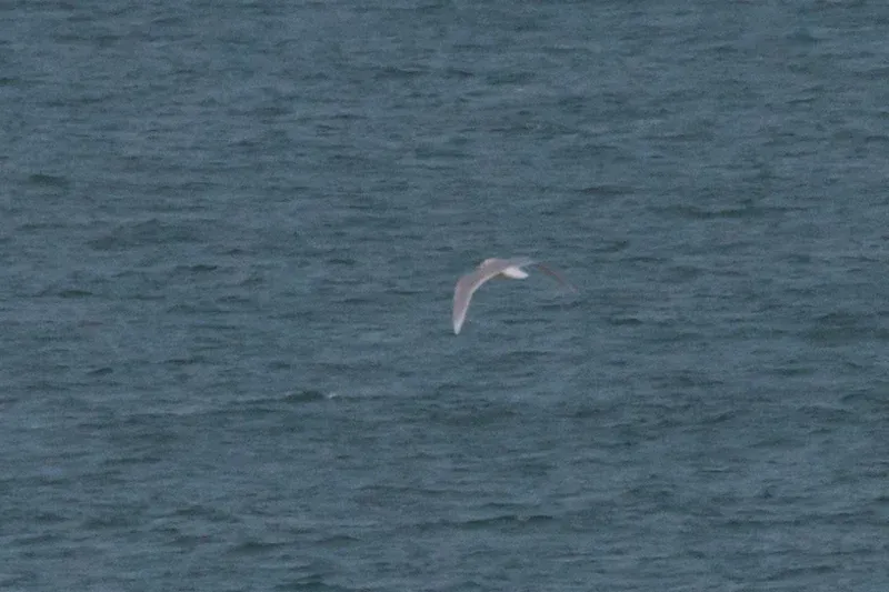 (Sub)Adult Iceland Gull, a crappy record shot