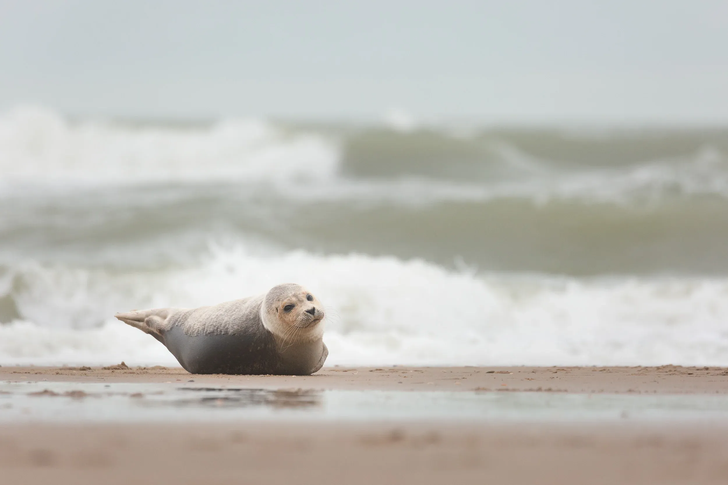 Harbor Seal (Phoca vitulina)