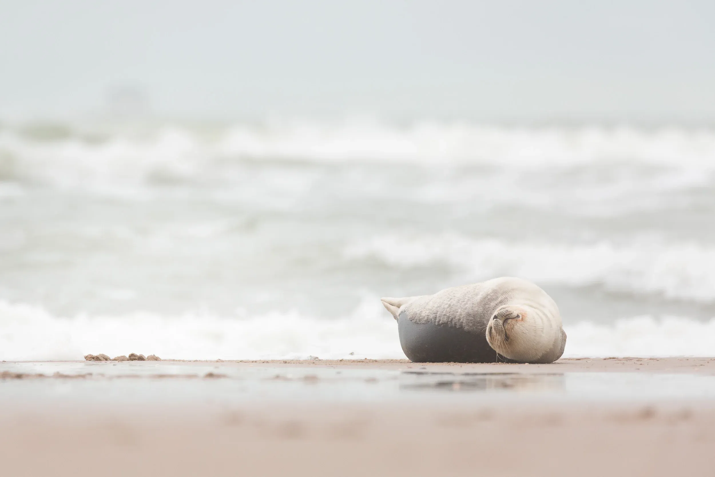 Harbor Seal (Phoca vitulina)