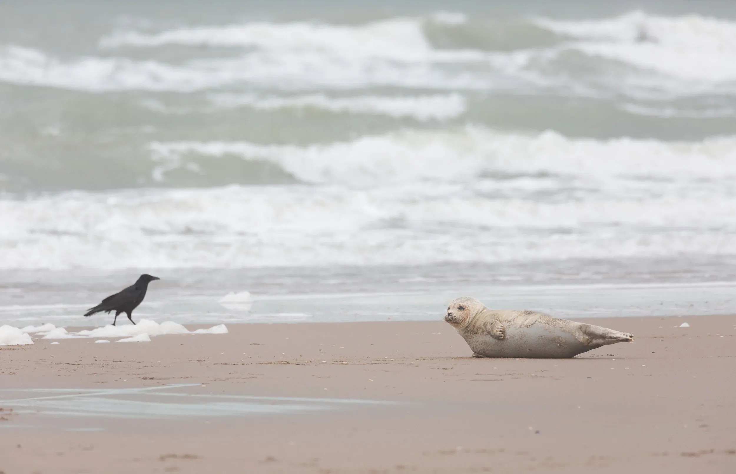 Harbor Seal (Phoca vitulina)