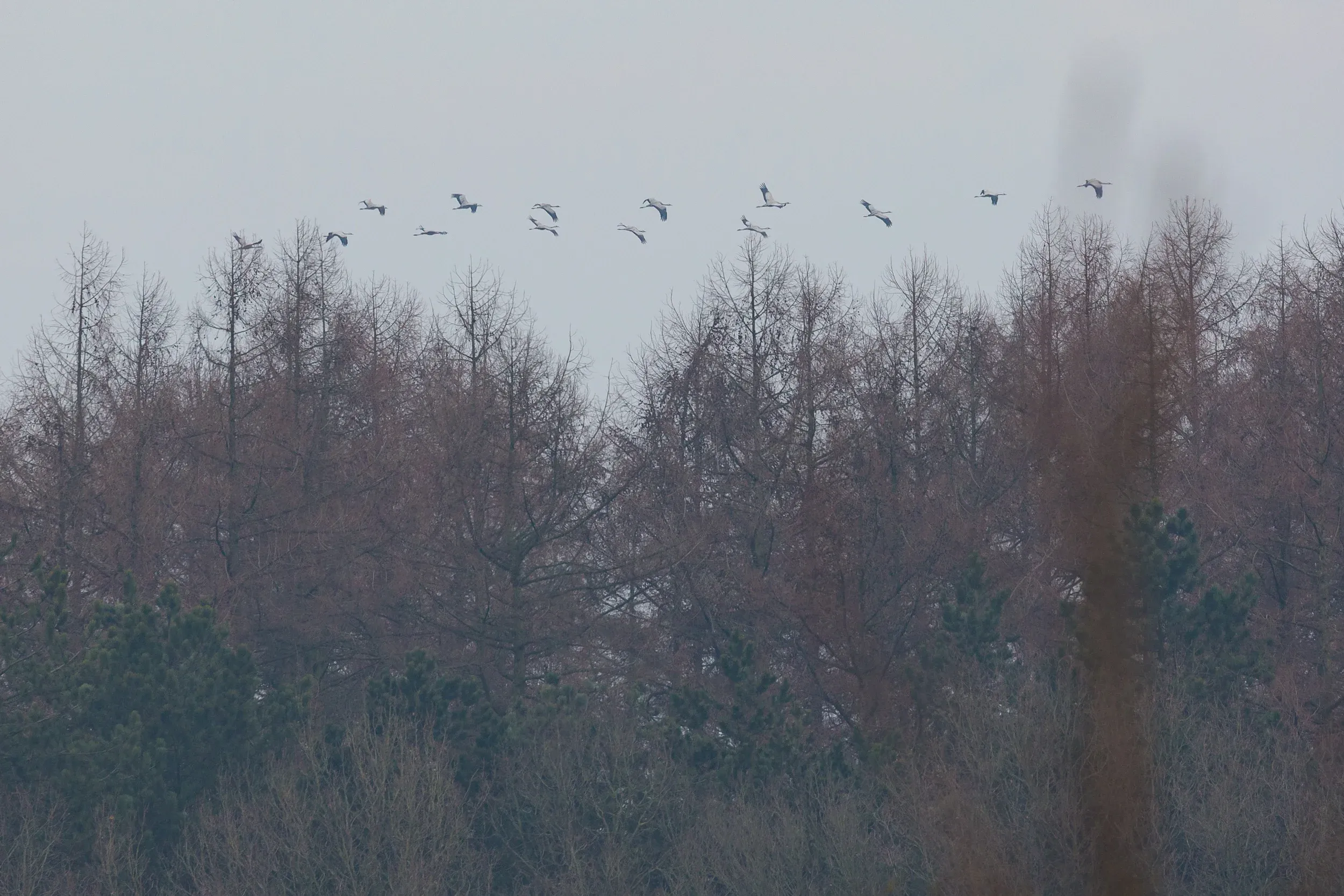 Flyby of Common Cranes