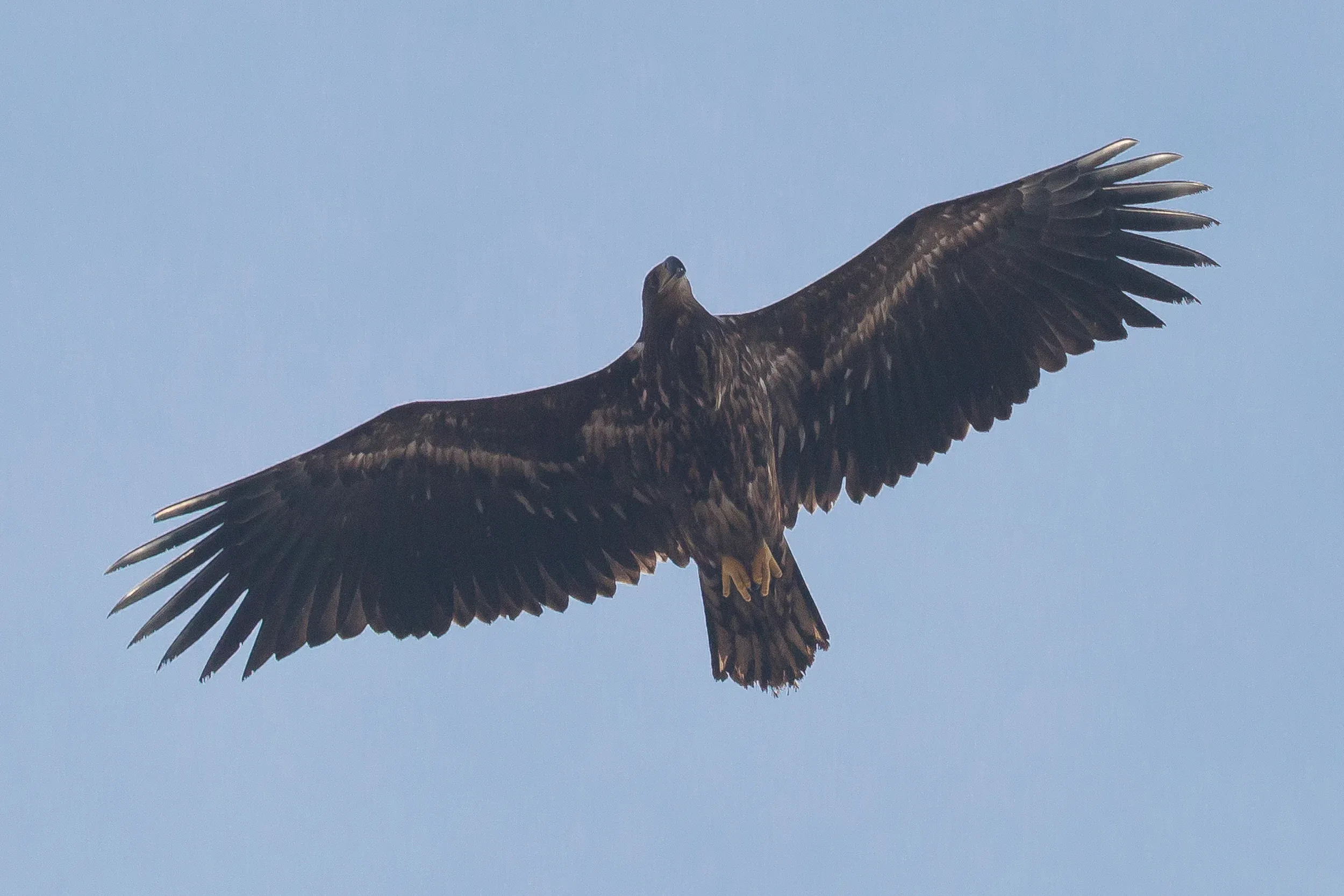 Juvenile (/2cy) White-tailed Eagle passing closely overhead