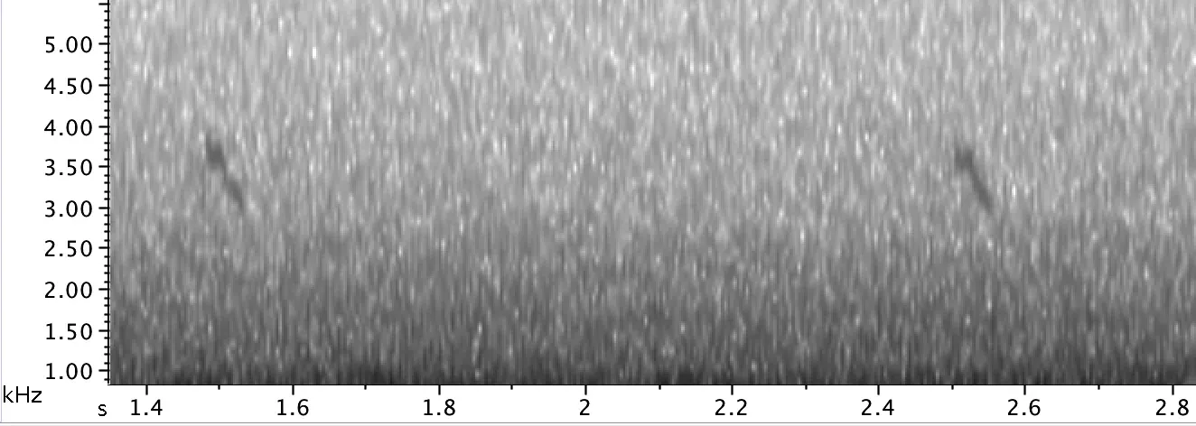 The characteristic sonogram of a Parrot Crossbill call that fits snug between 3 and 4 kHz.